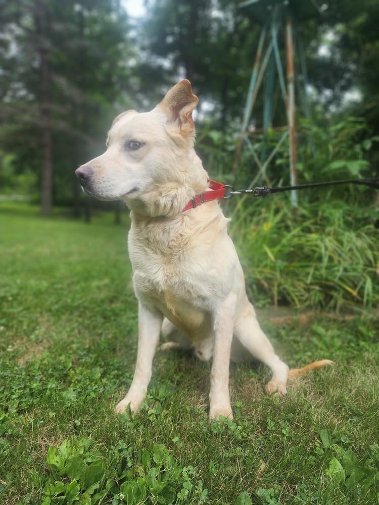 Enlarge Ghost, a Adoptable mixed breed in Waterloo, IN image 3/3
