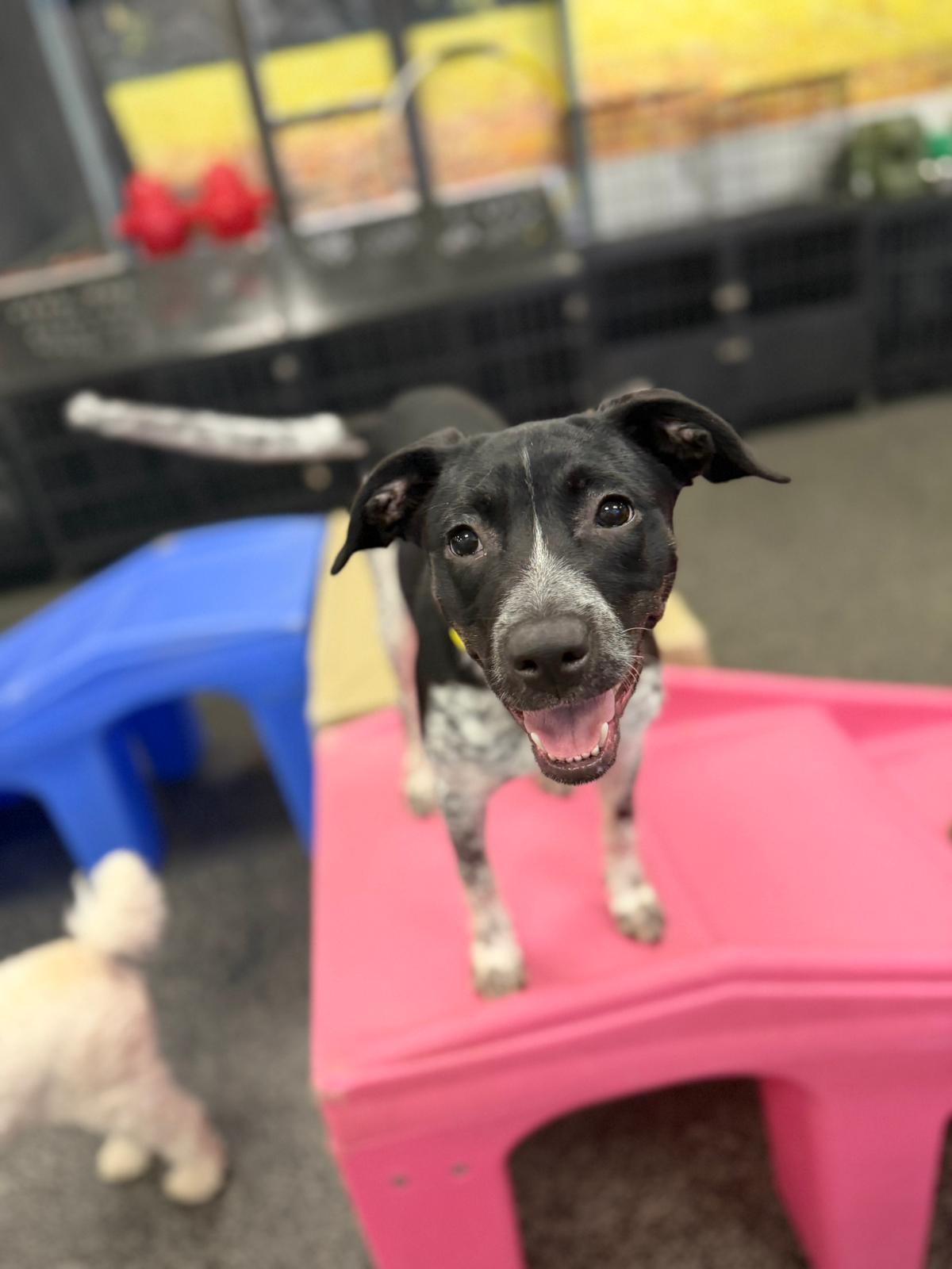 Enlarge Callie, a ADOPTABLE mixed breed in Aurora, ON image 5/6