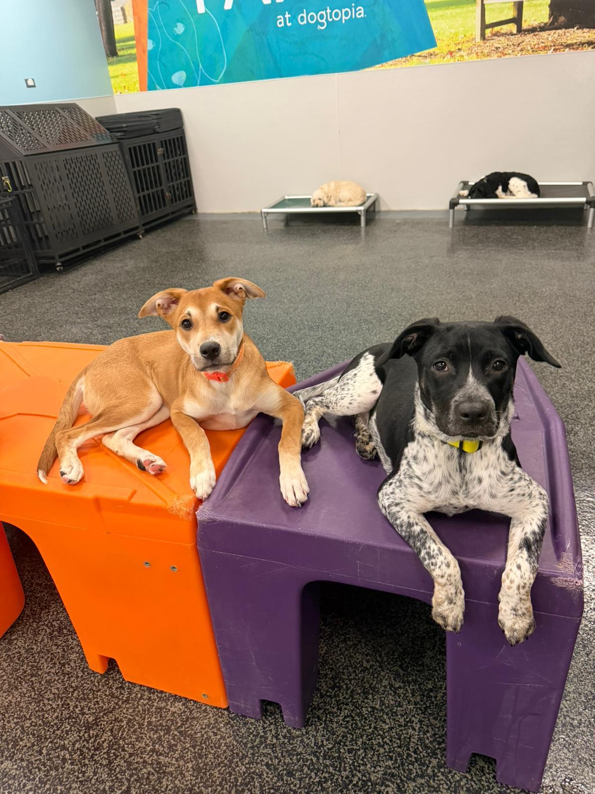 Enlarge Callie, a ADOPTABLE mixed breed in Aurora, ON image 6/6