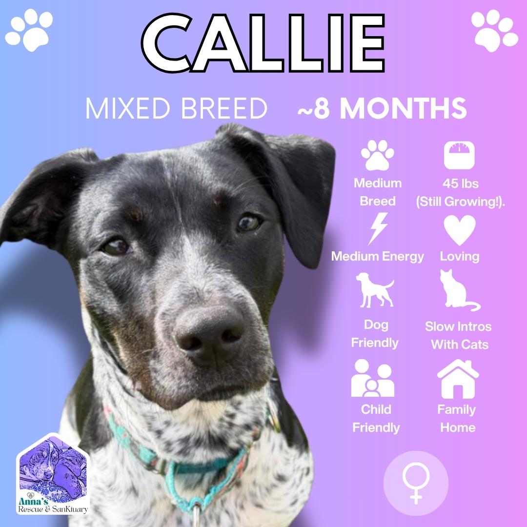 Callie, adoptable, Puppy Female Black Labrador Retriever & American Bully.