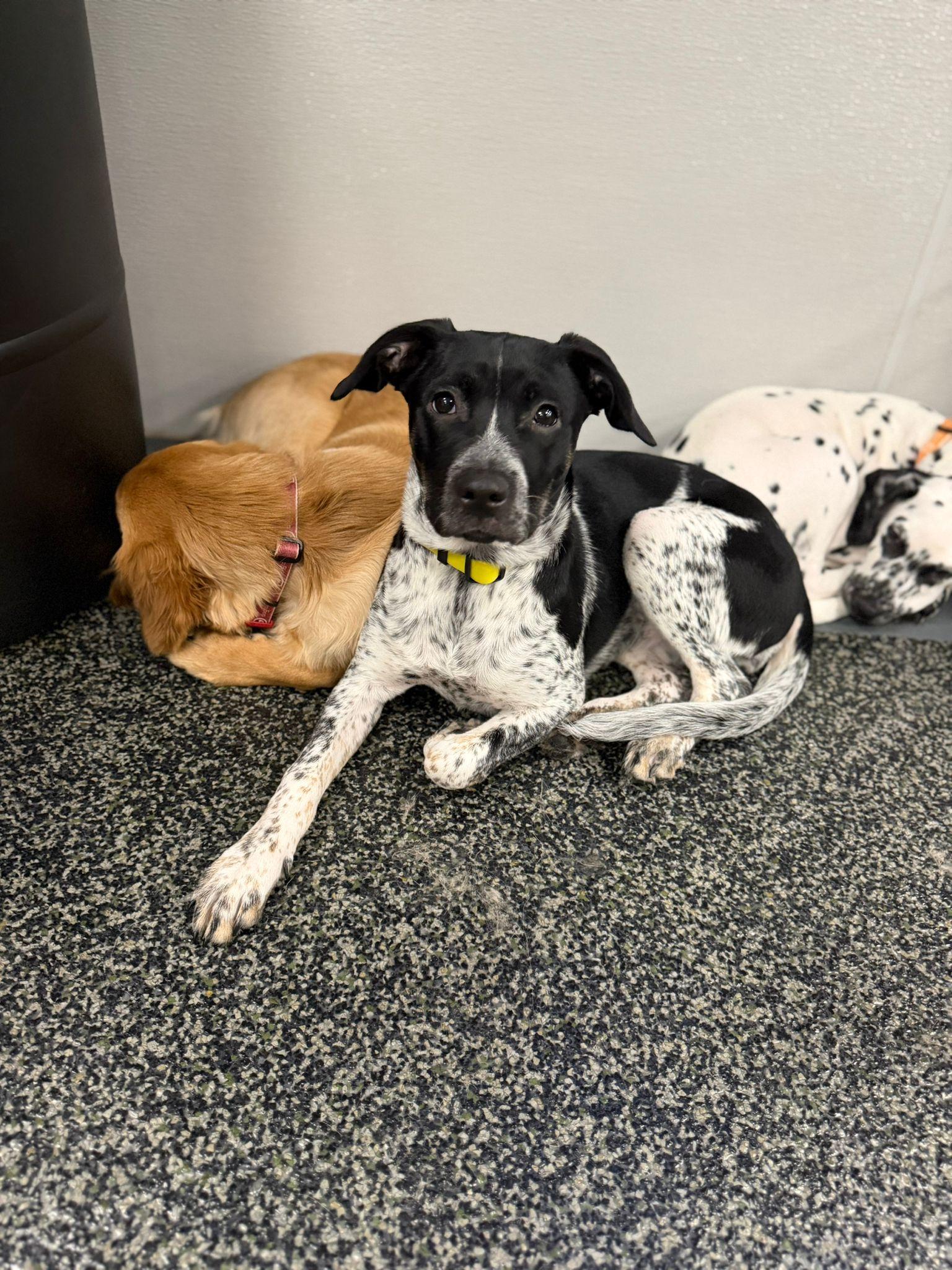 Enlarge Callie, a ADOPTABLE mixed breed in Aurora, ON image 3/6