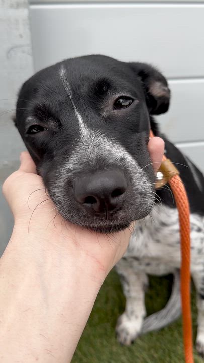 Enlarge Callie, a ADOPTABLE mixed breed in Aurora, ON video 4/6