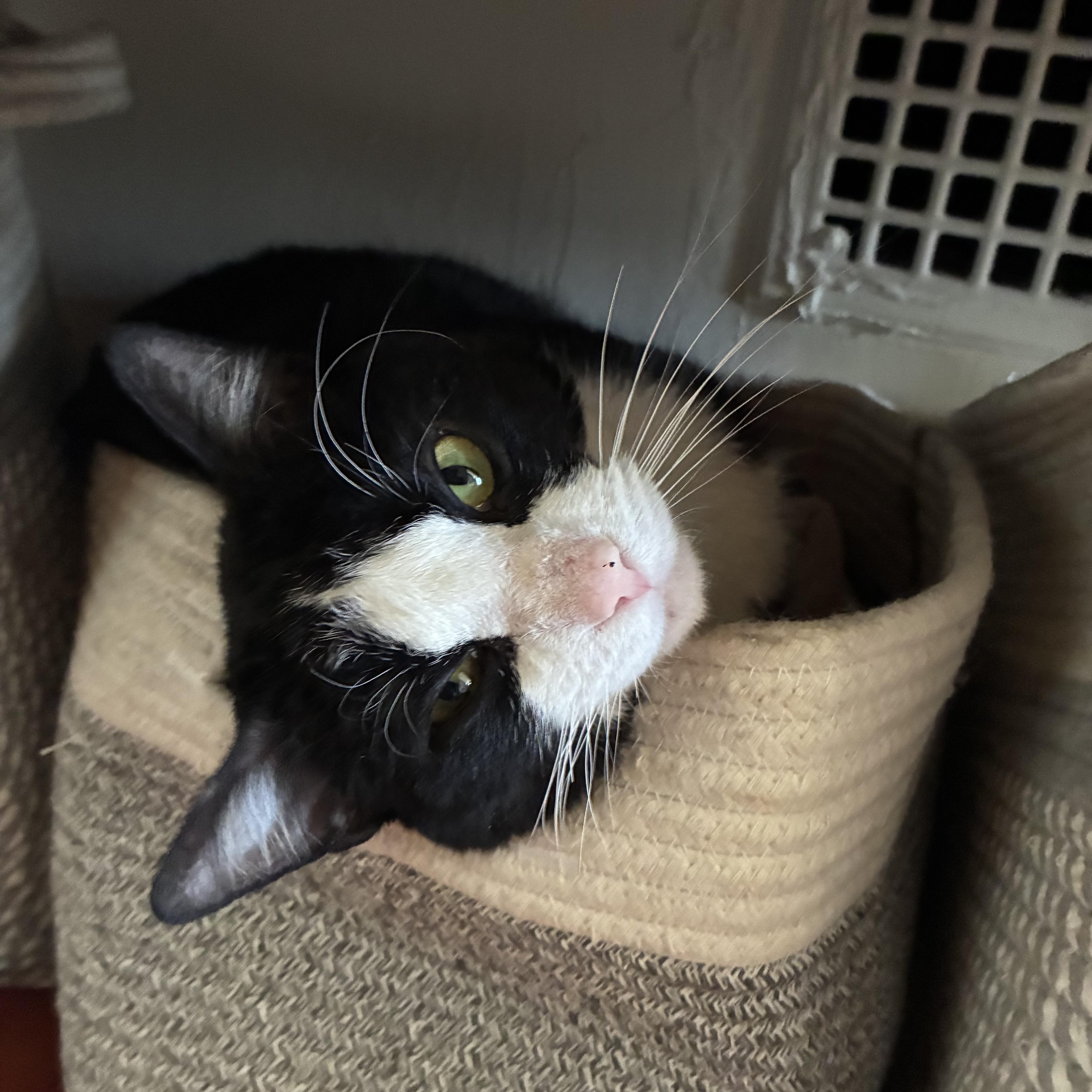 Jimmy, ADOPTABLE, Adult Male Domestic Short Hair.