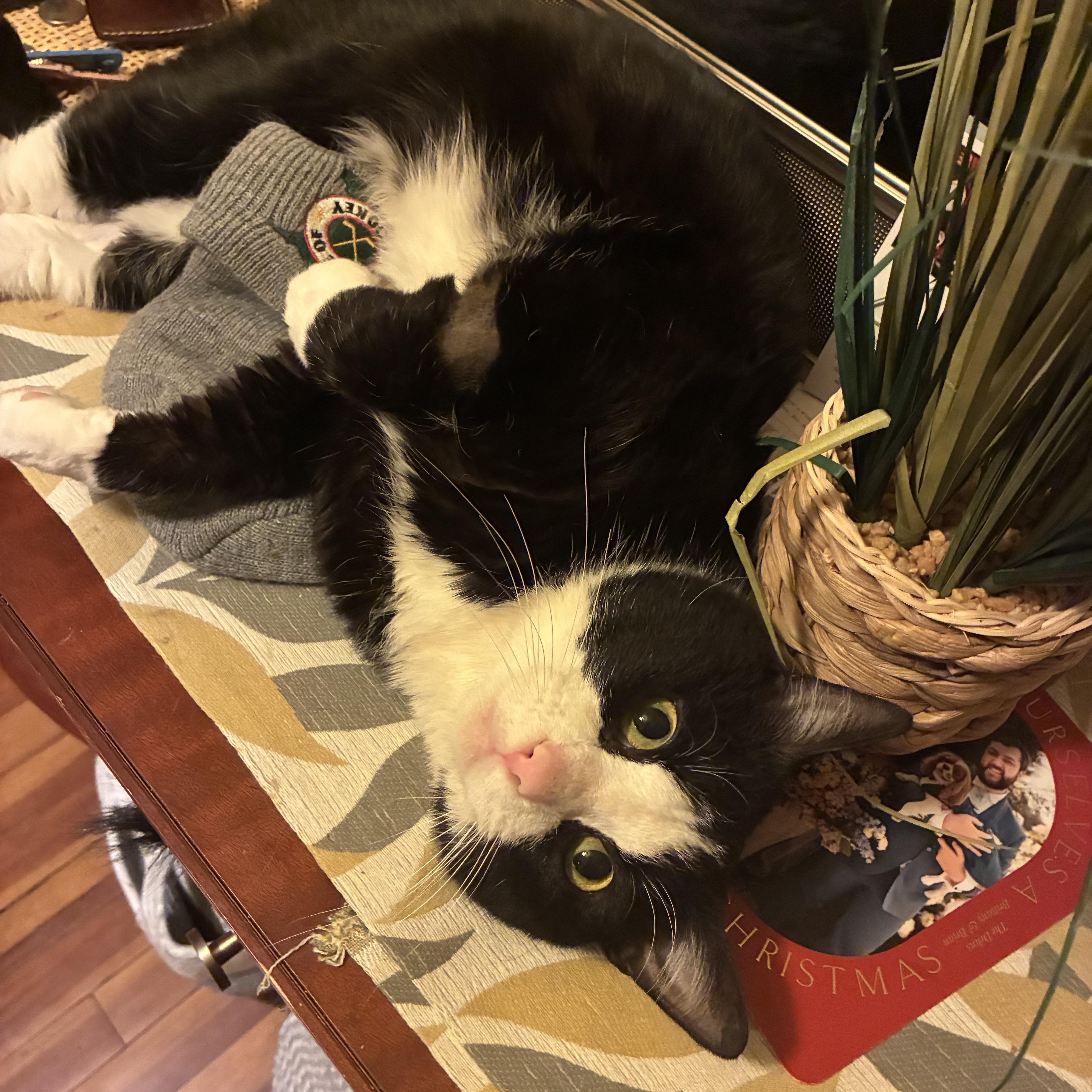 Enlarge Jimmy, a ADOPTABLE Domestic Short Hair in New Haven, CT image 2/2