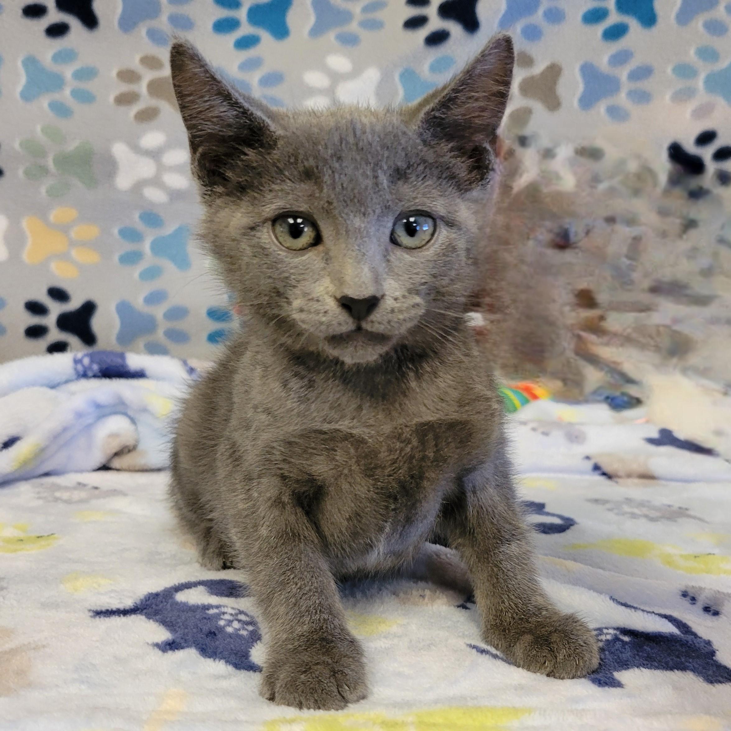 Enlarge Melton, an adopted mixed breed in ALPINE, TX image 2/4