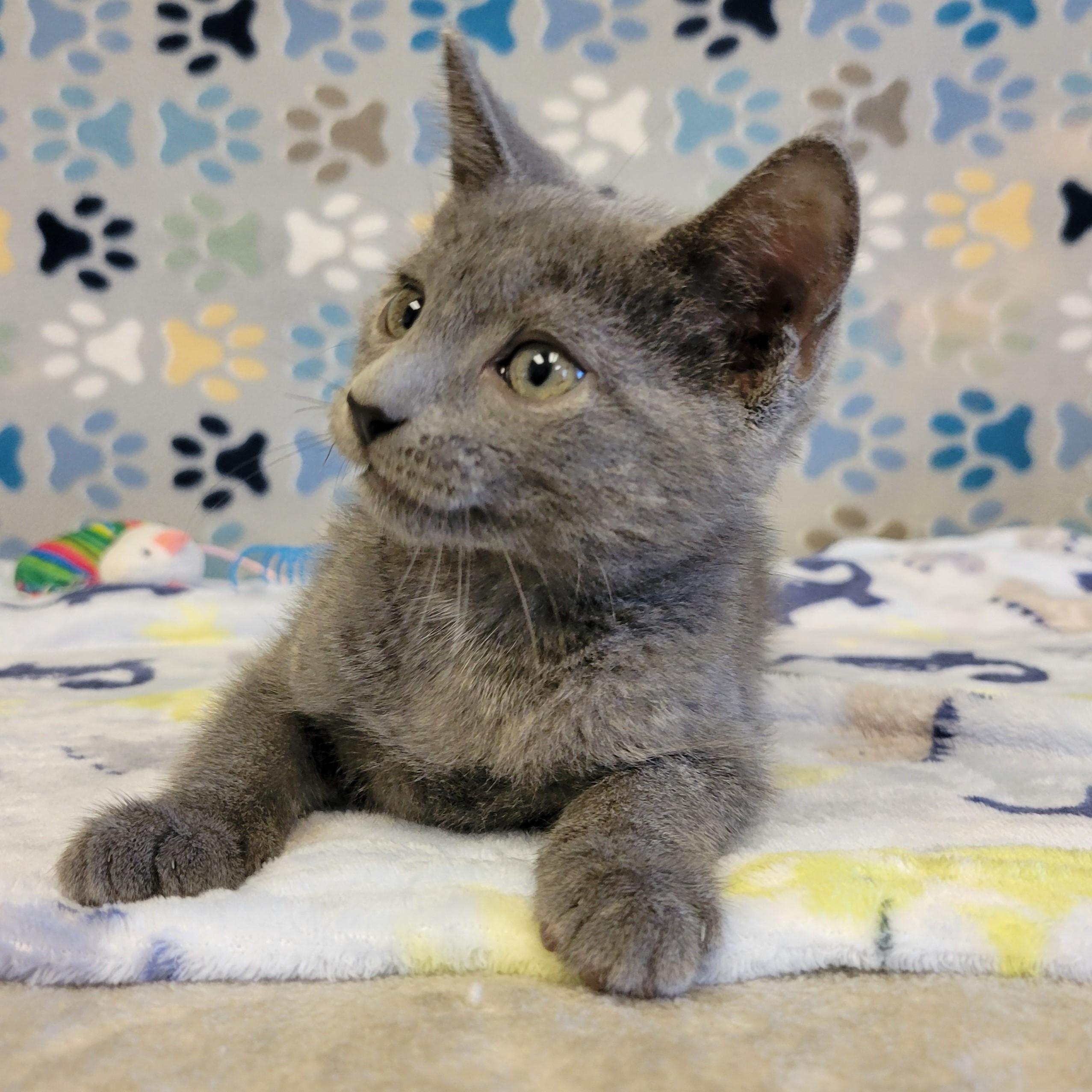 Melton, adopted, Young Male Russian Blue.
