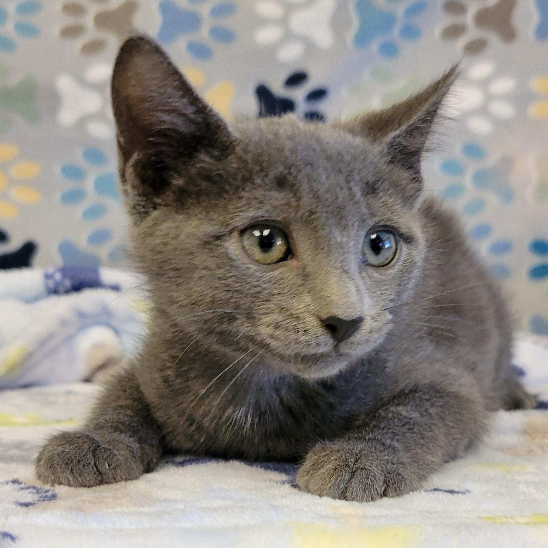 Enlarge Melton, an adopted mixed breed in ALPINE, TX image 3/4