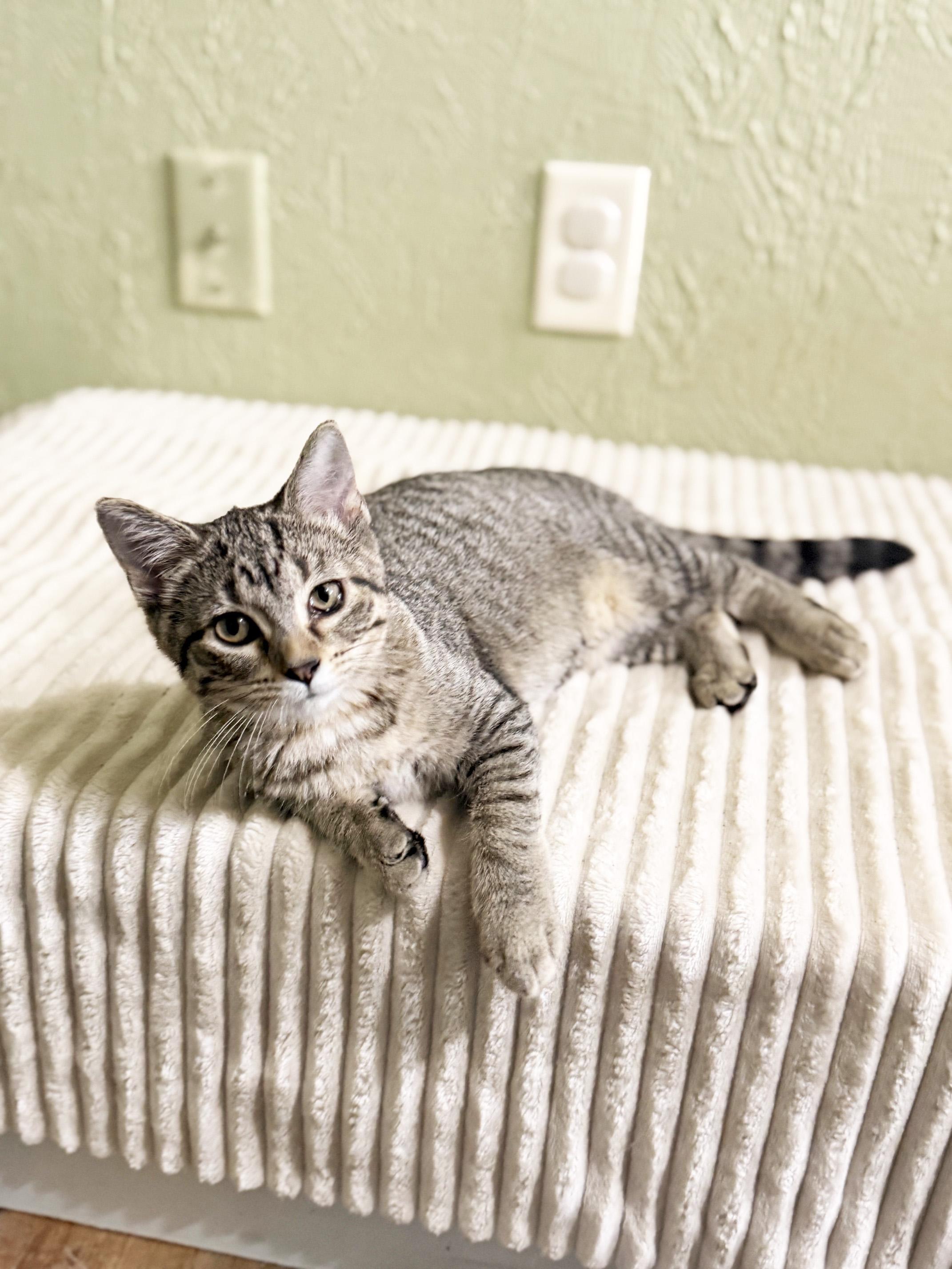 Morton - snuggly little baby, a ADOPTABLE Tabby in Neenah, WI image 4/6