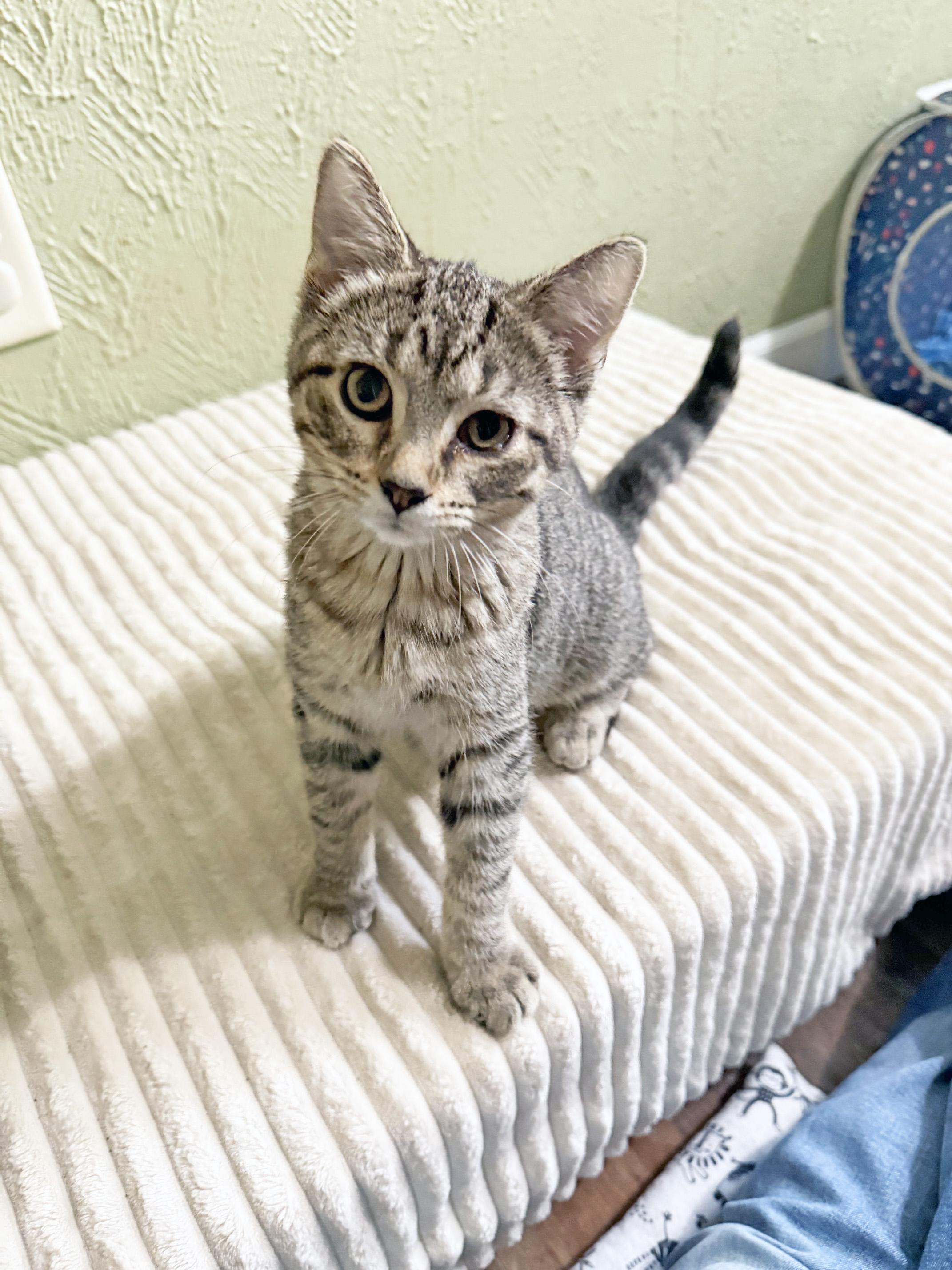 Morton - snuggly little baby, a ADOPTABLE Tabby in Neenah, WI image 3/6