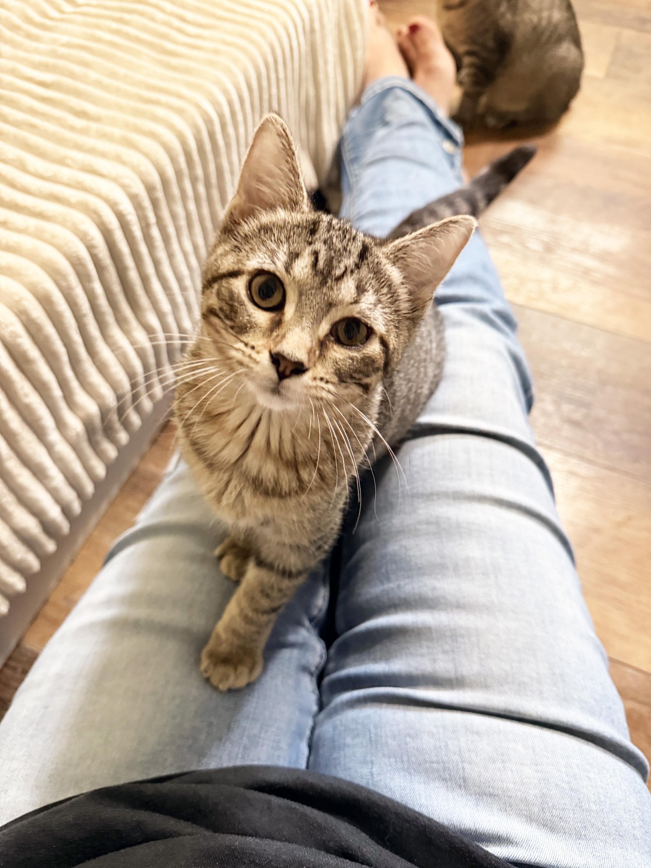 Morton - snuggly little baby, a ADOPTABLE Tabby in Neenah, WI image 2/6