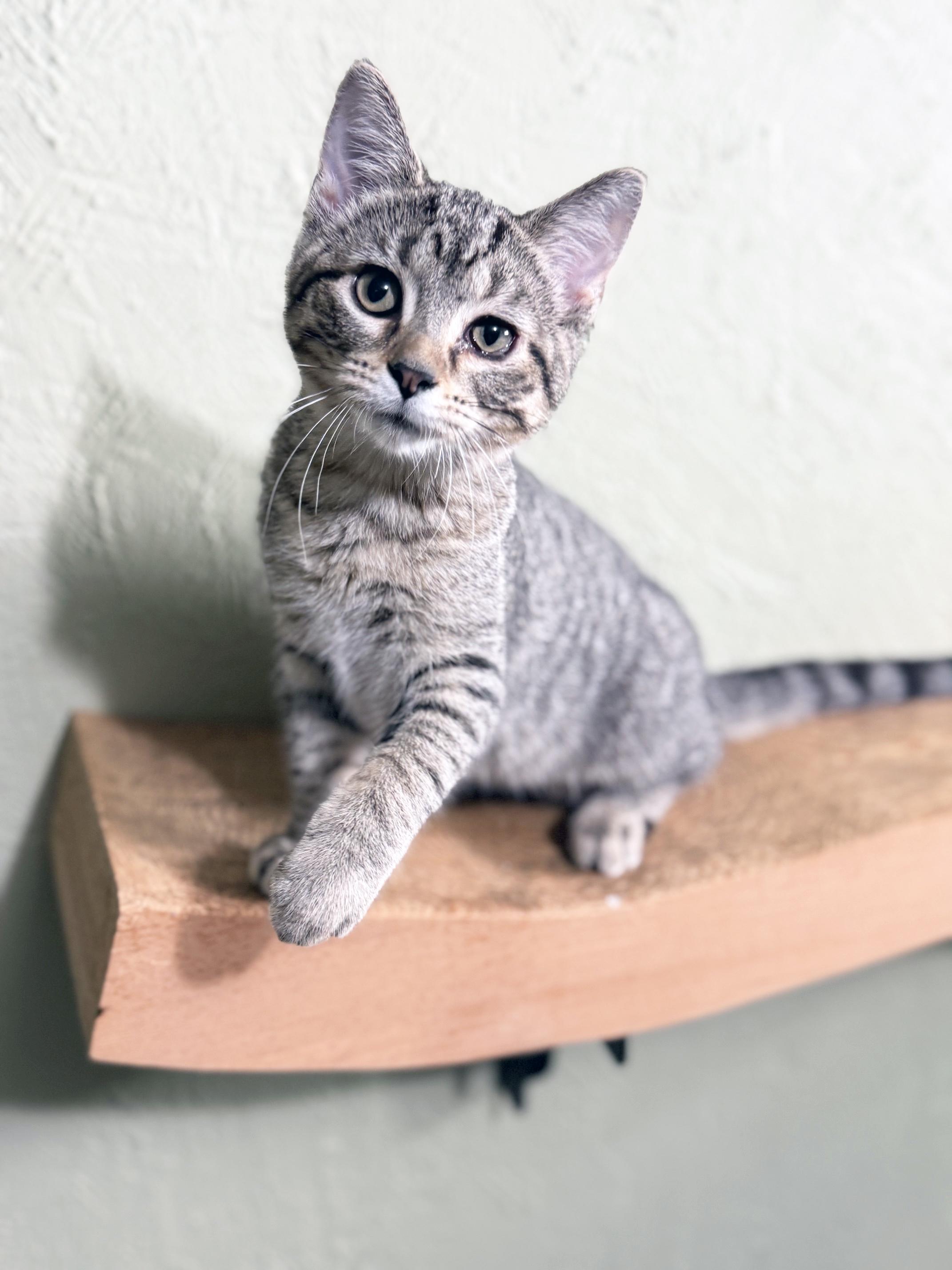 Morton - snuggly little baby, a ADOPTABLE Tabby in Neenah, WI image 1/6