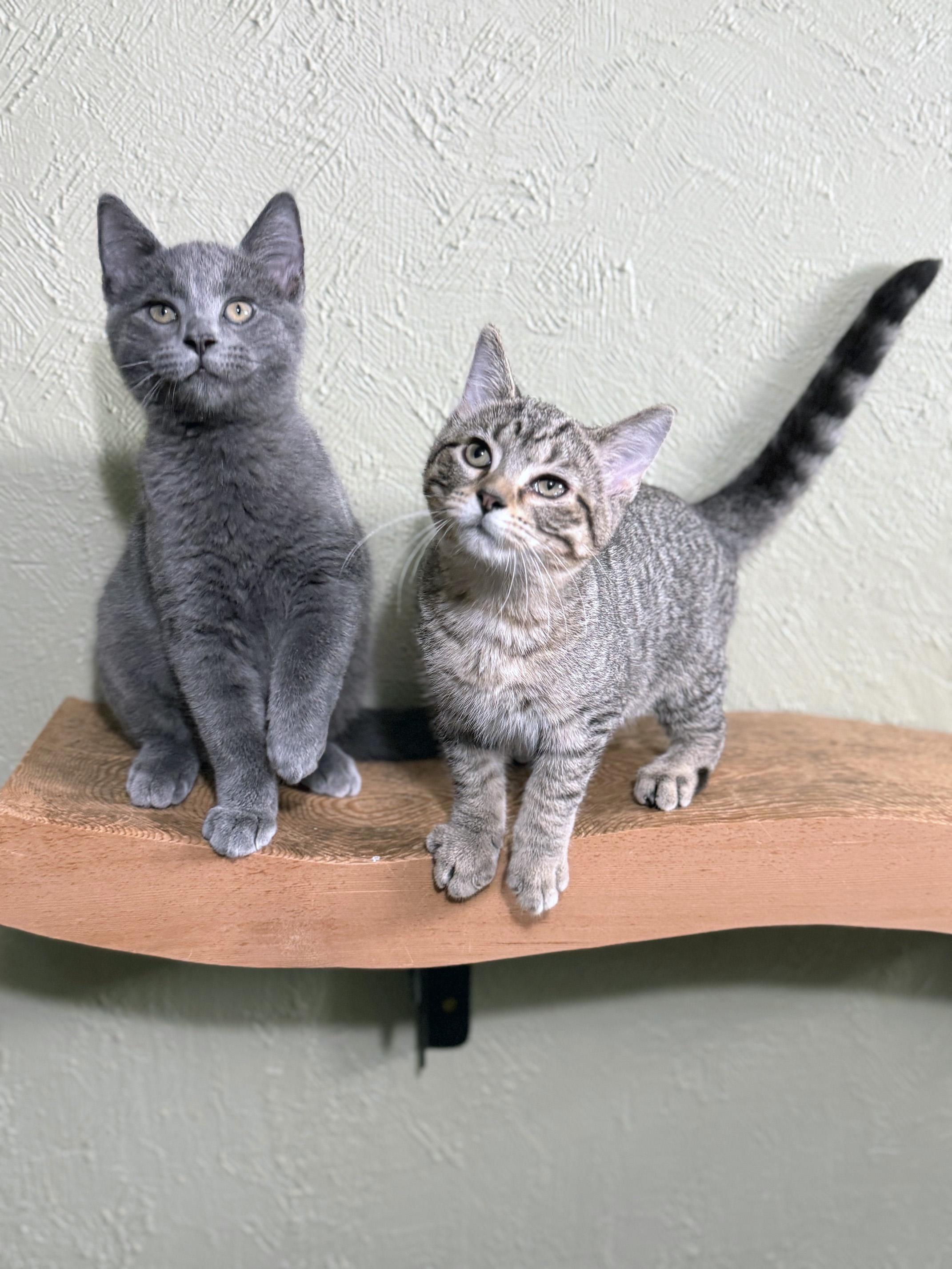 Morton - snuggly little baby, a ADOPTABLE Tabby in Neenah, WI image 5/6