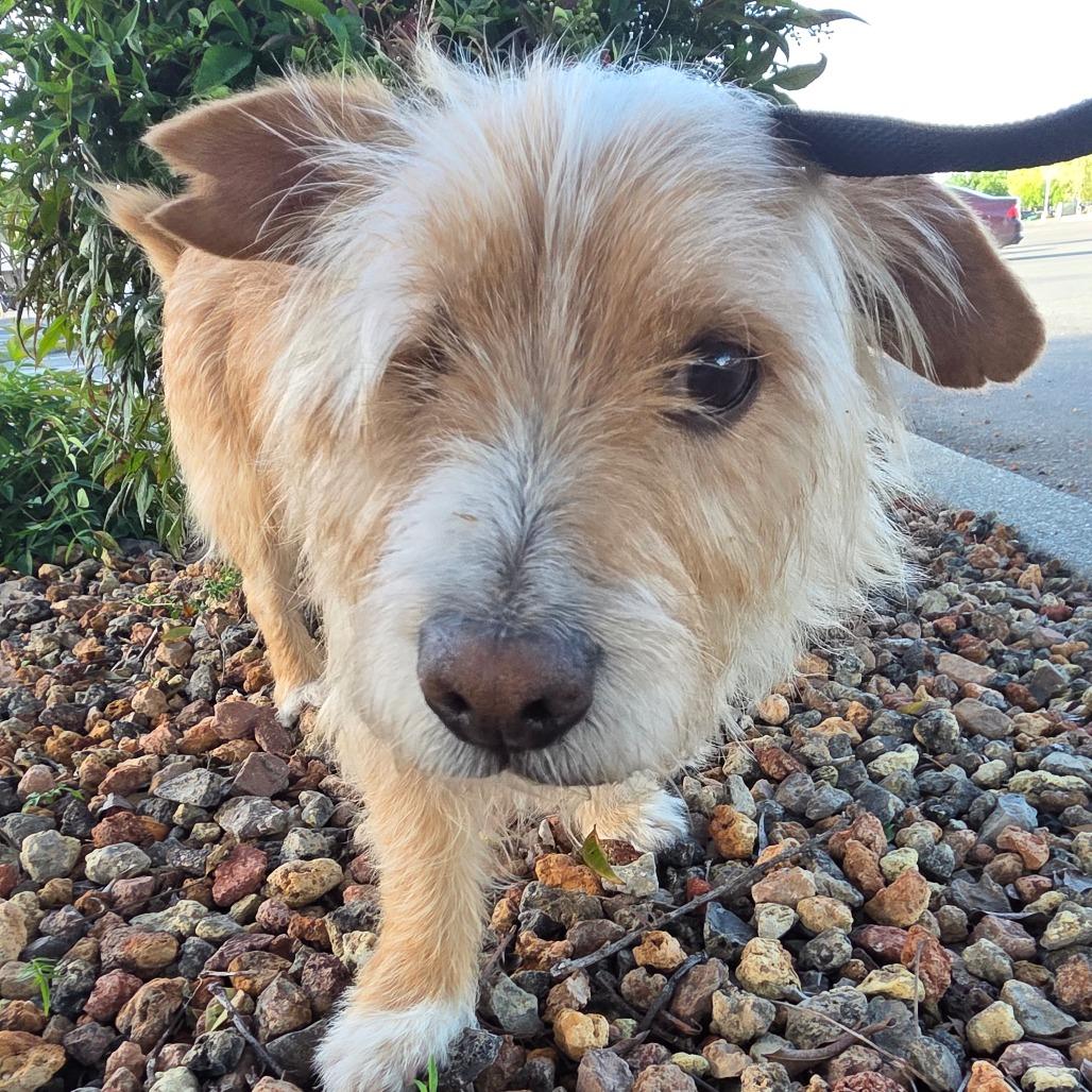Gravy, Adoptable, Adult Male Terrier.