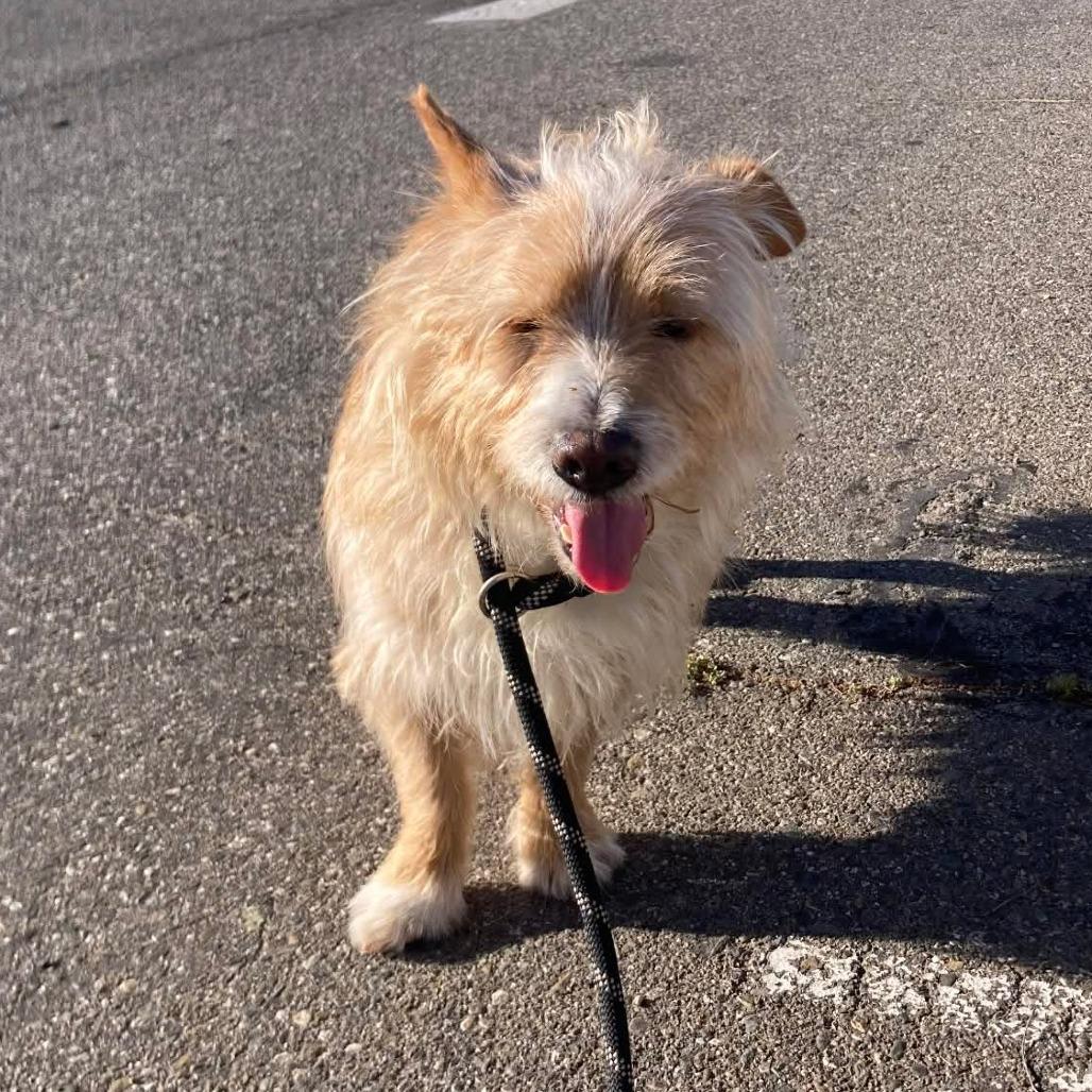 Gravy, a Adoptable Terrier in Chico, CA image 2/4