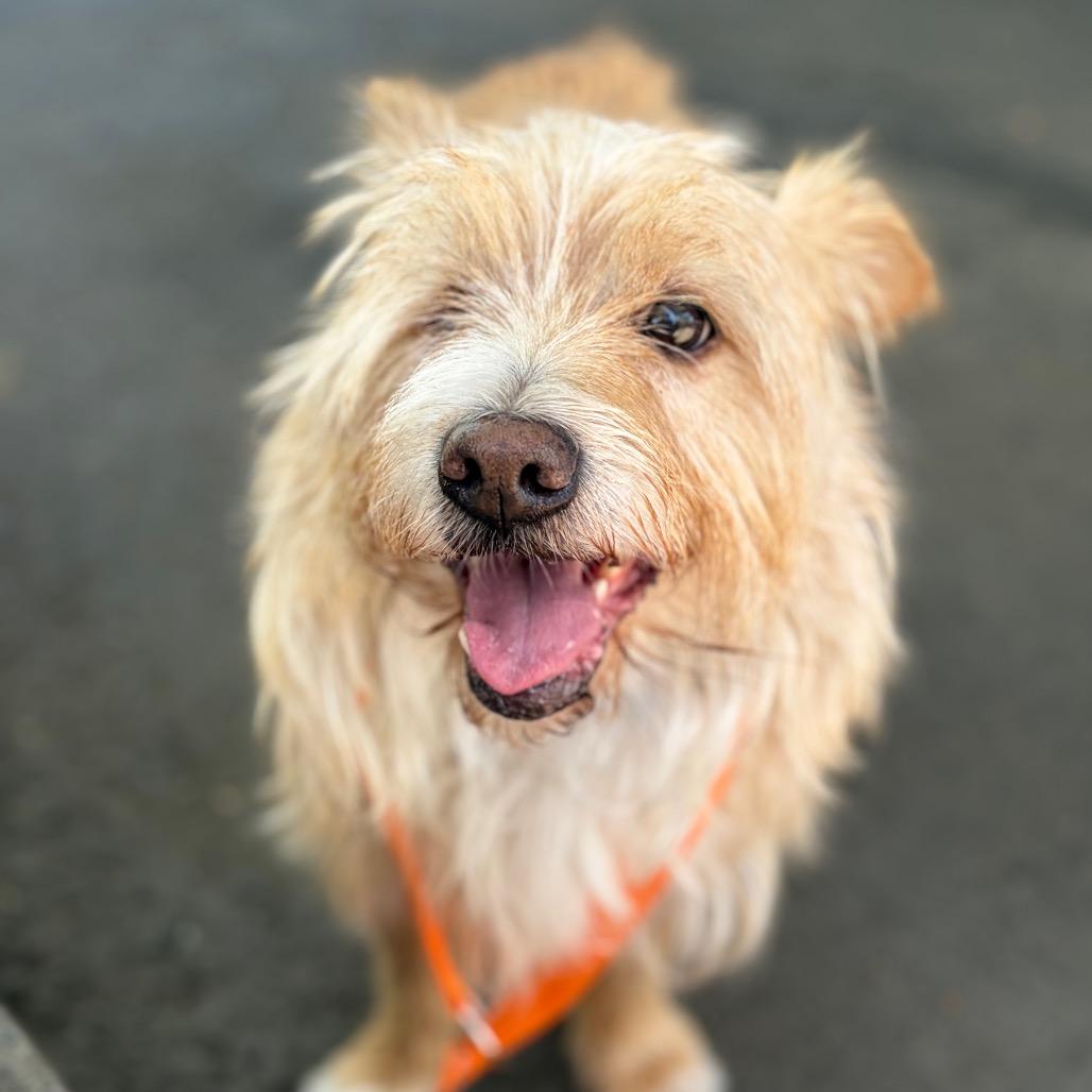 Enlarge Gravy, a Adoptable Terrier in Chico, CA image 3/5
