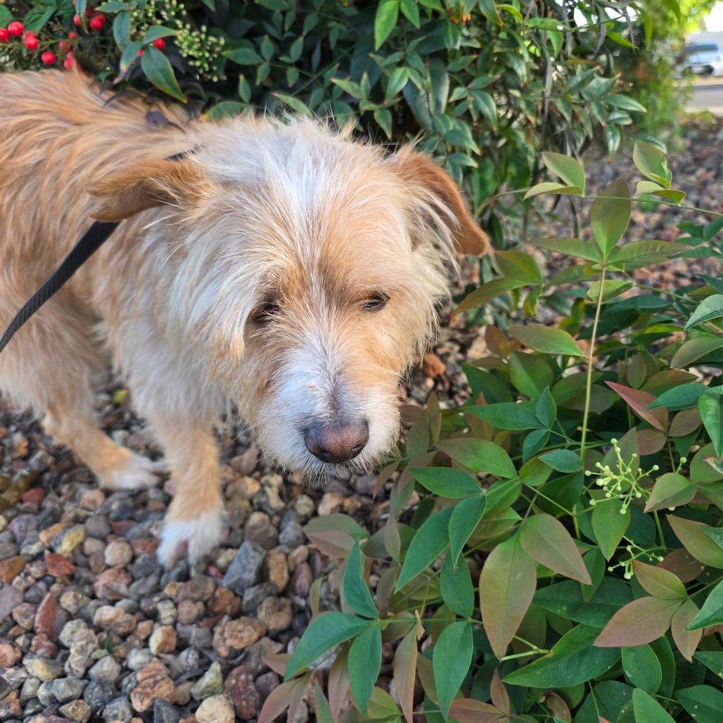 Gravy, a Adoptable Terrier in Chico, CA image 3/4
