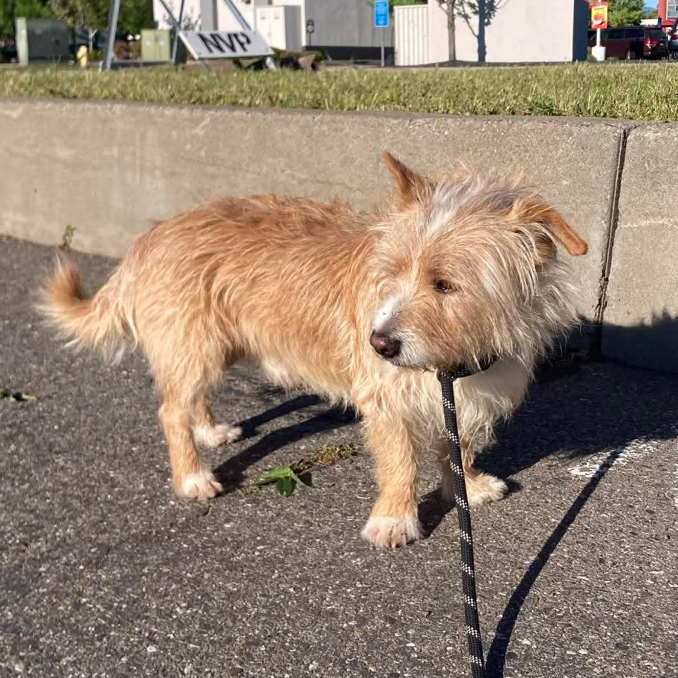 Gravy, a Adoptable Terrier in Chico, CA image 4/4
