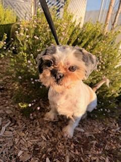 Enlarge LOLA, a Adoptable Shih Tzu in Lathrop, CA image 1/1