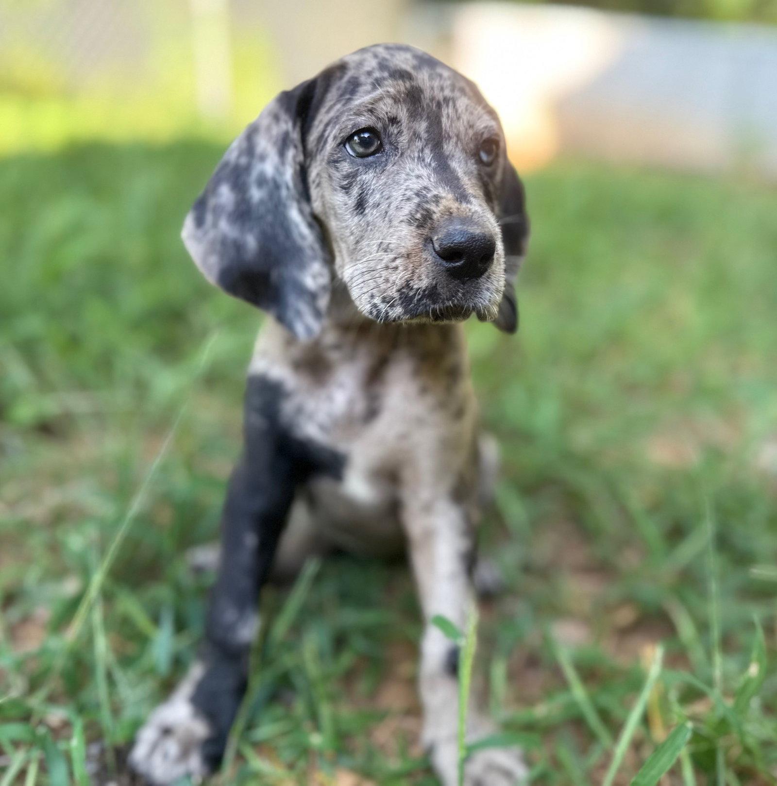 Dandelion, Adopted, Puppy Female Great Dane & Redbone Coonhound.