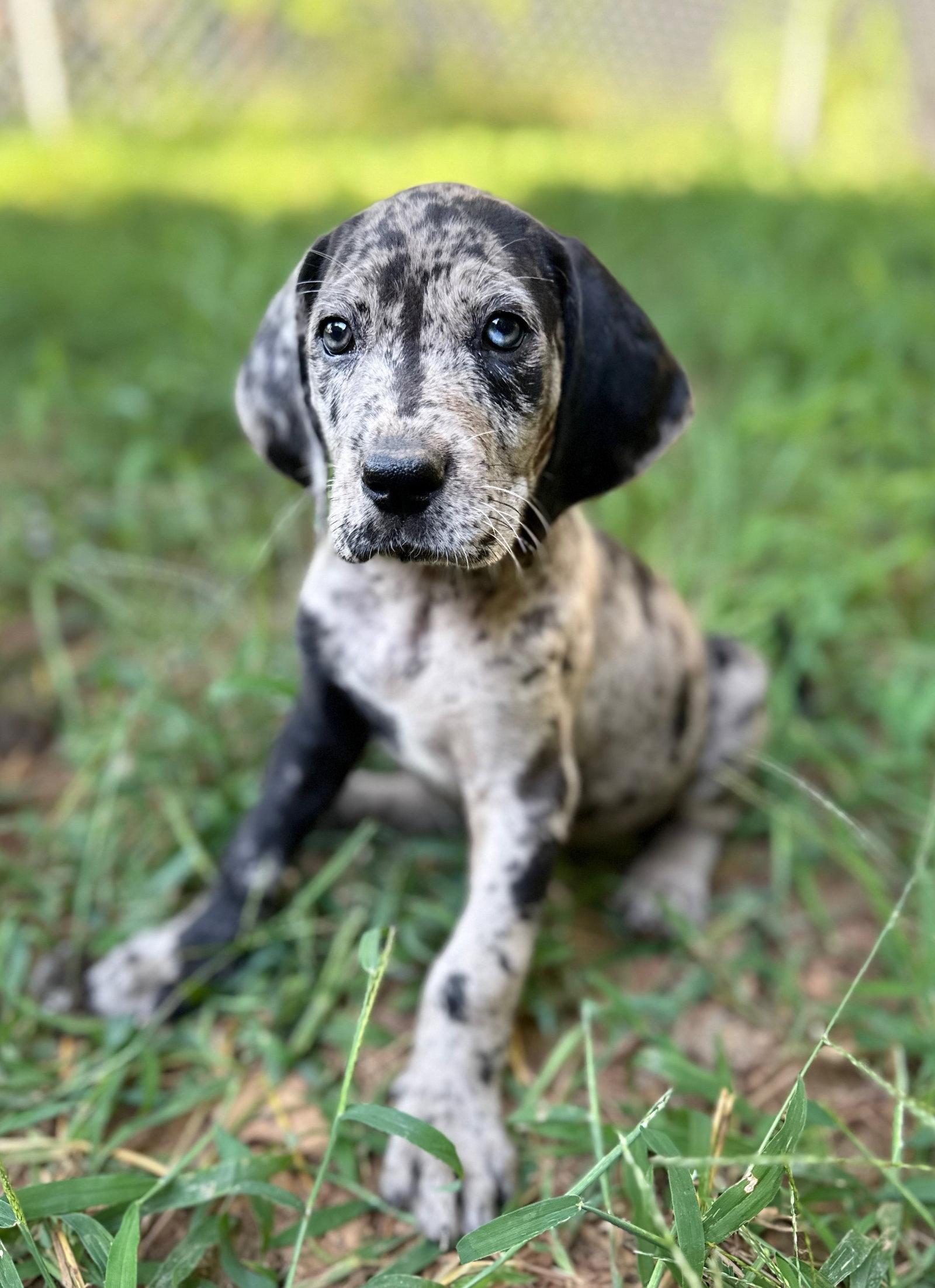 Enlarge Dandelion, a Adopted mixed breed in Forest, VA image 2/3