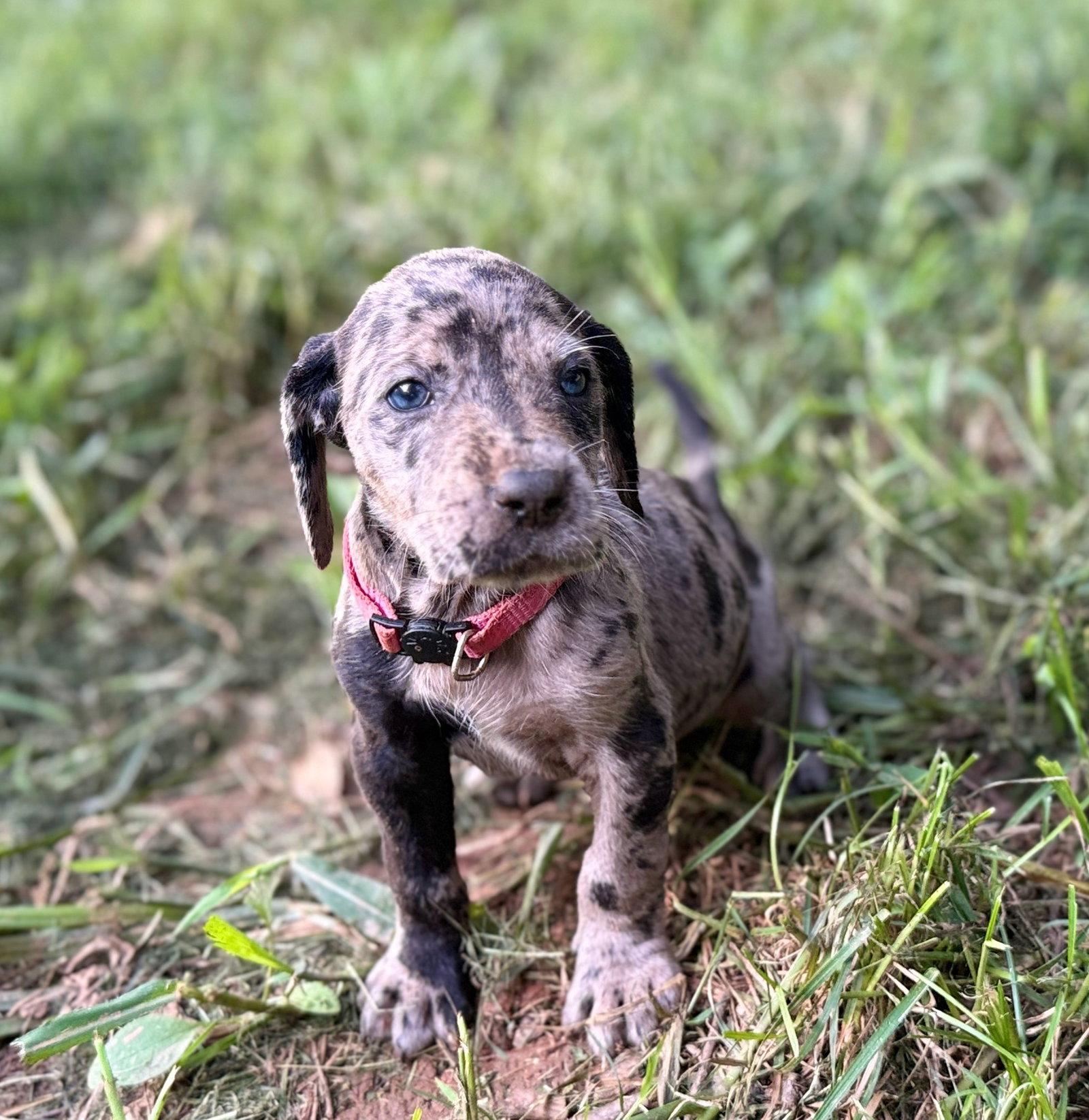 Enlarge Dandelion, a Adopted mixed breed in Forest, VA image 3/3