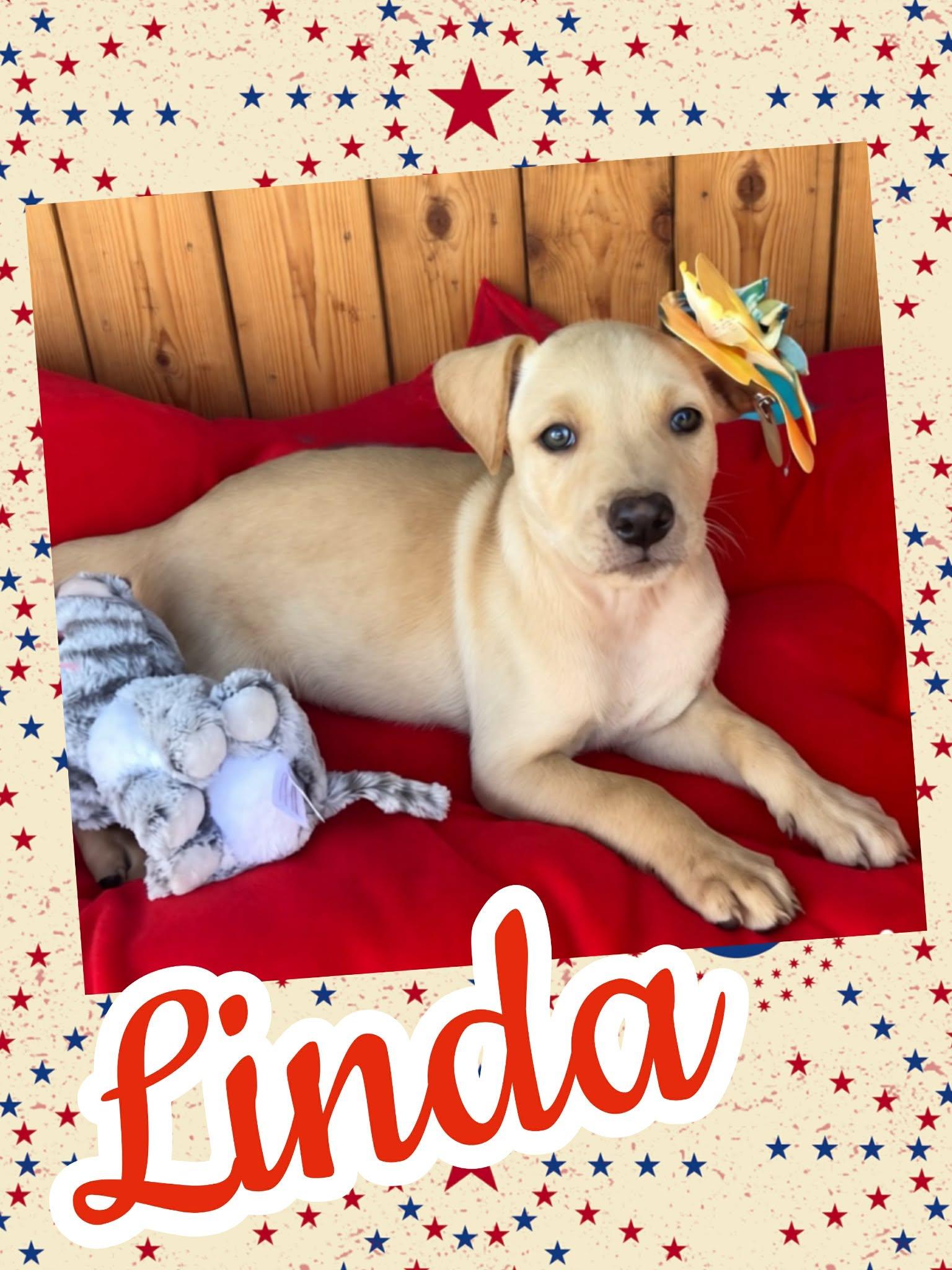 Linda, ADOPTABLE, Puppy Female Border Collie & Labrador Retriever.