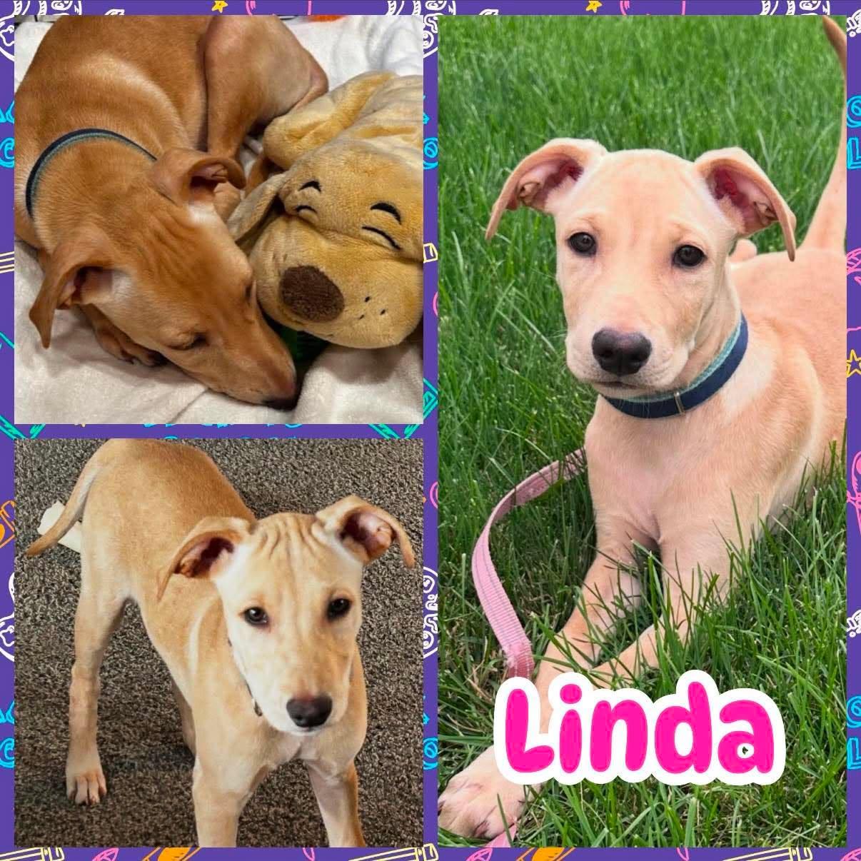 Linda, ADOPTABLE, Puppy Female Border Collie & Labrador Retriever.