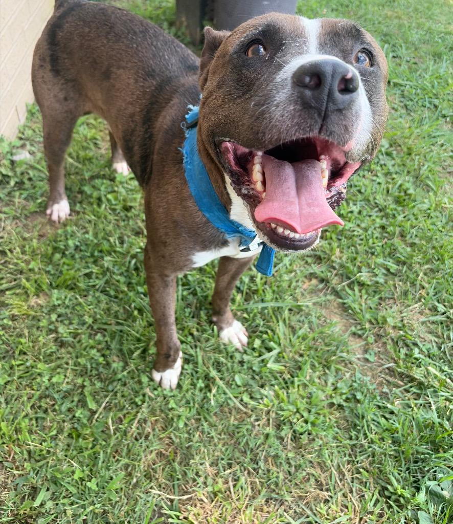 Smokey, a Adoptable mixed breed in Gallatin, TN image 1/3