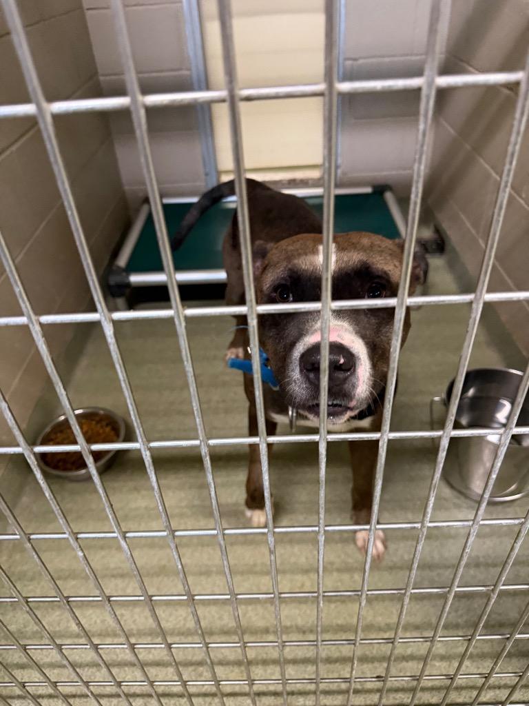 Smokey, a Adoptable mixed breed in Gallatin, TN image 2/3