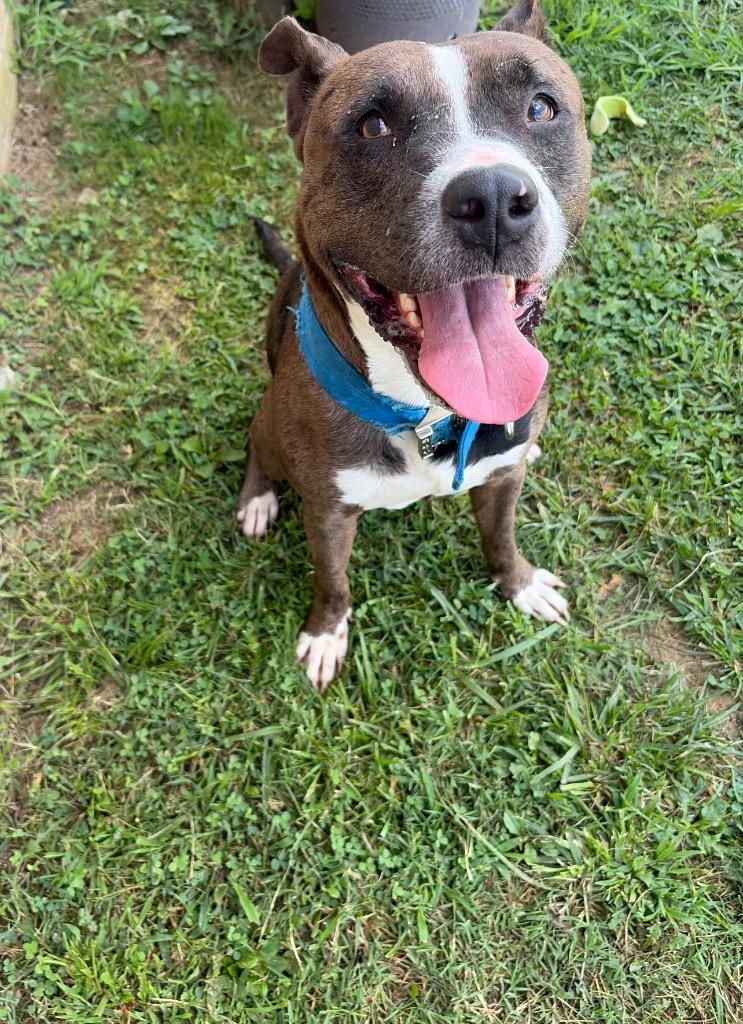 Smokey, a Adoptable mixed breed in Gallatin, TN image 3/3