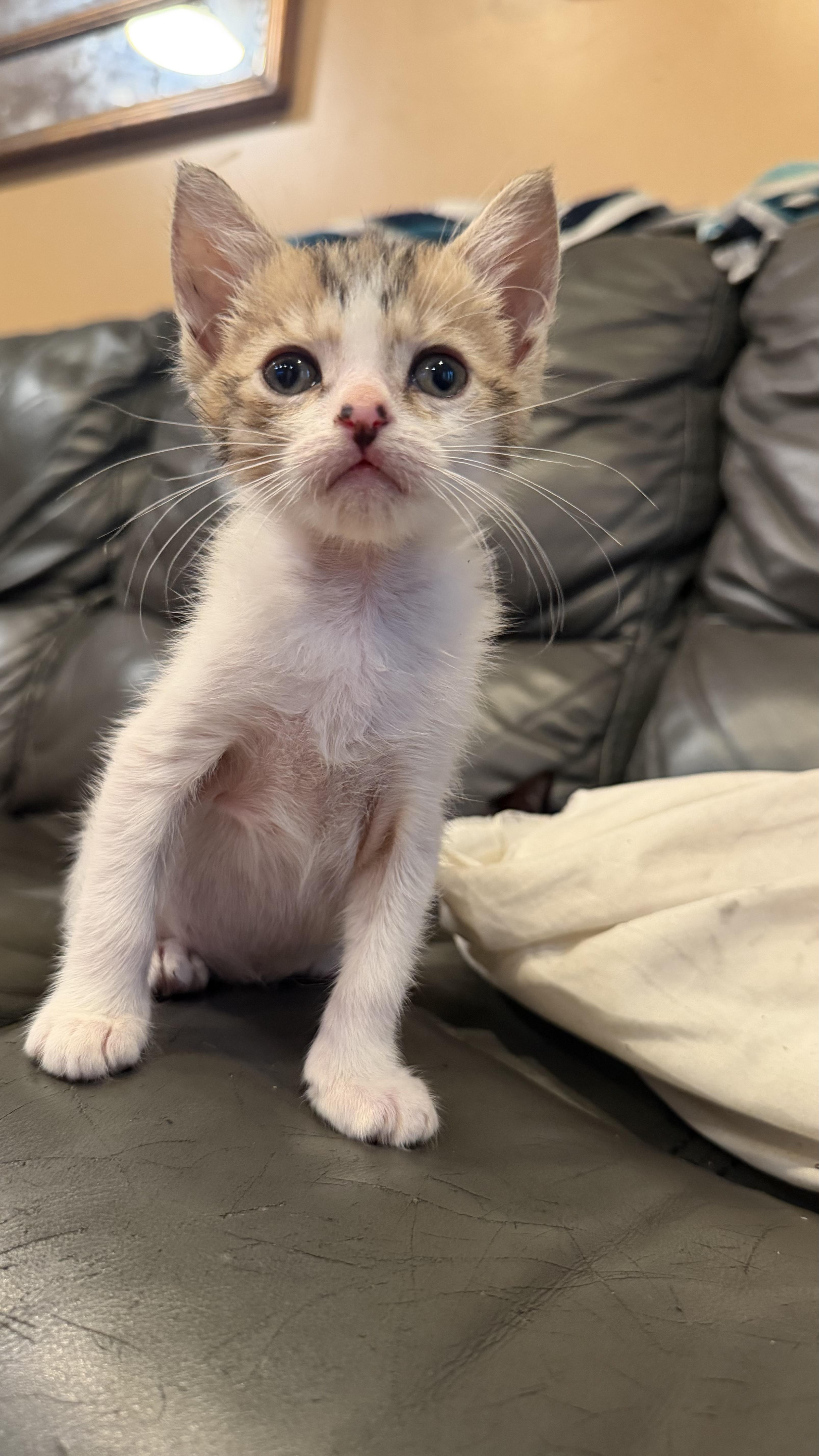 Gravel, ADOPTABLE, Kitten Female Domestic Short Hair.