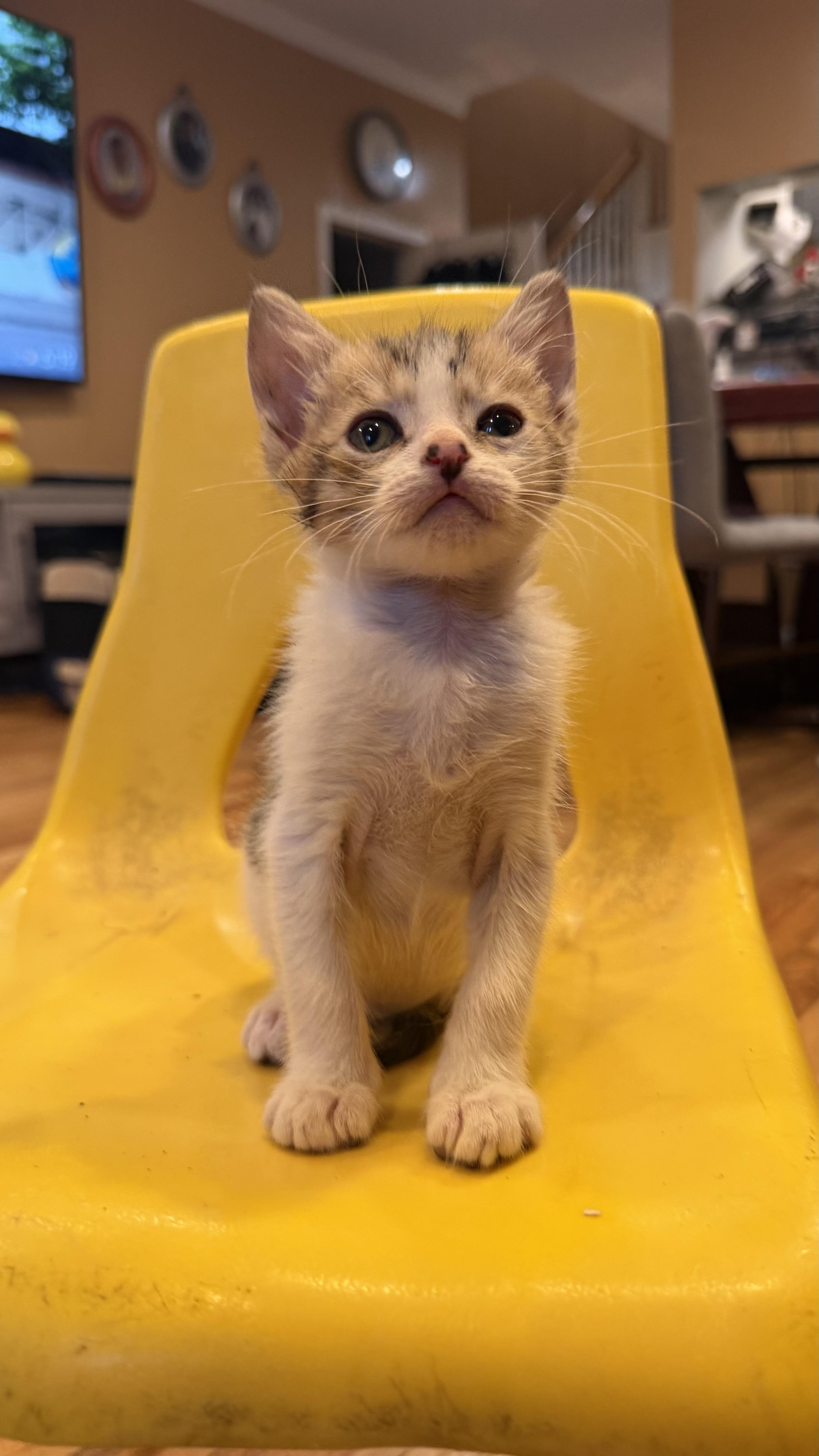 Gravel, a ADOPTABLE Domestic Short Hair in Brooklyn, NY image 2/4