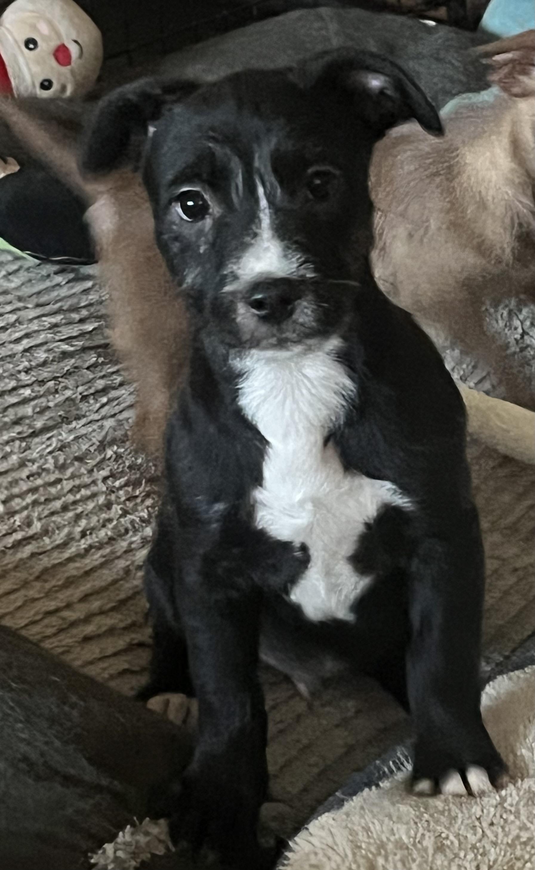 Enlarge Shamrock, a Adoptable mixed breed in Longmont, CO image 1/1