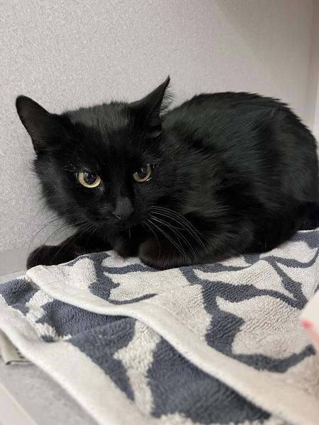 Enlarge Caliente - Companion To Swerve, a Adoptable mixed breed in Stratham, NH image 1/1