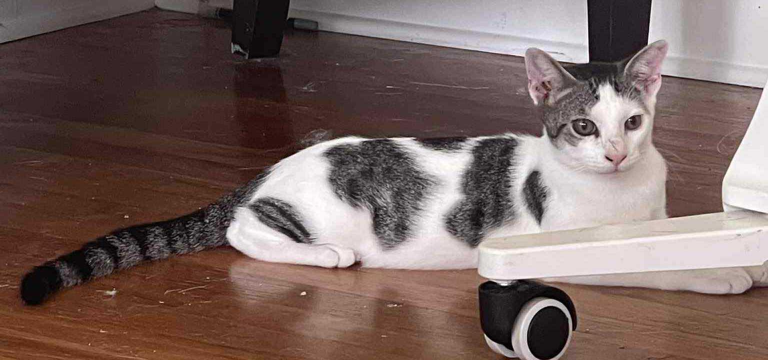 Thommy, a Adoptable Domestic Short Hair in Charleston, SC image 1/3