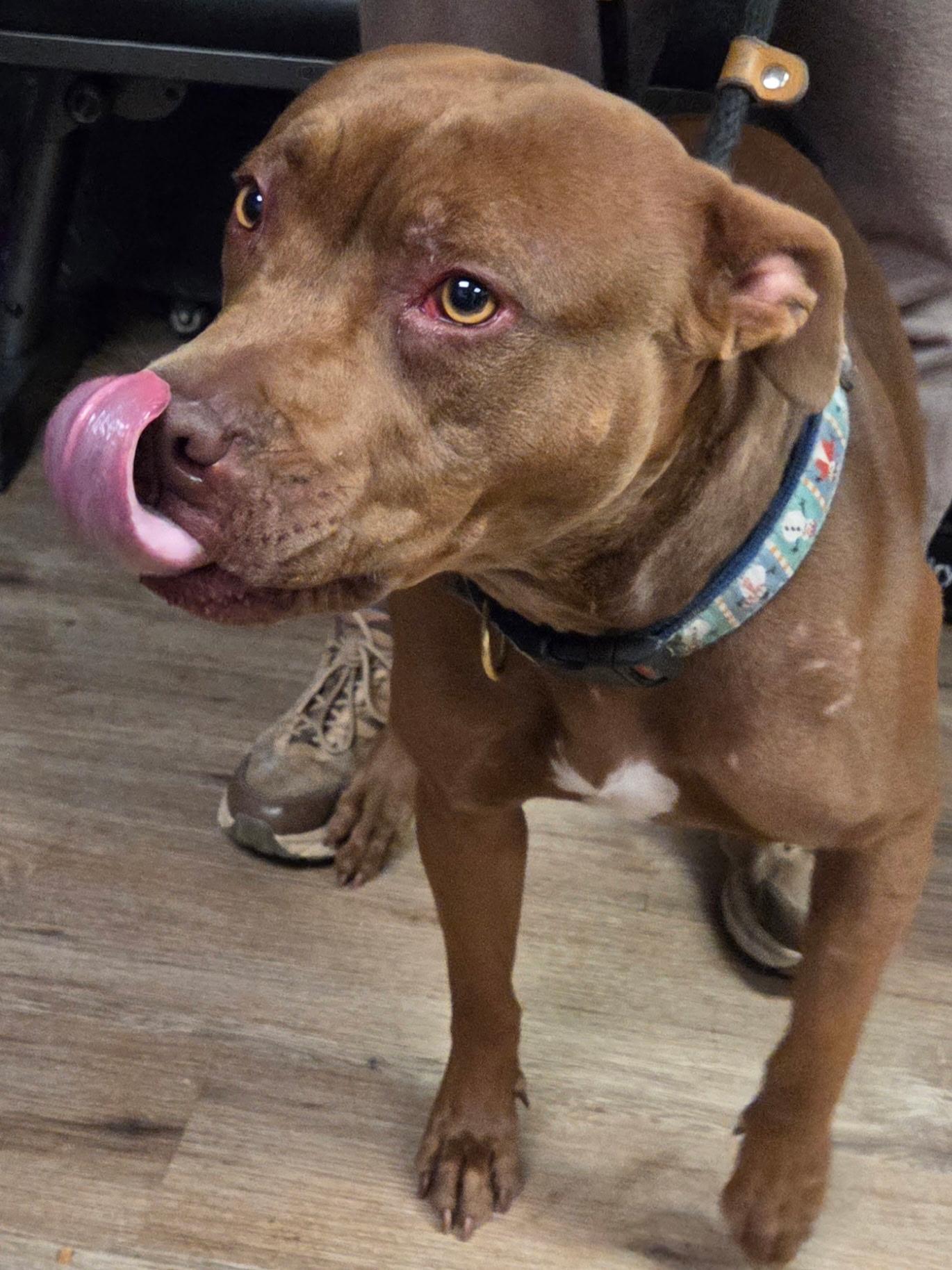 Enlarge Coco, a ADOPTABLE Pit Bull Terrier in McKeesport, PA image 5/5