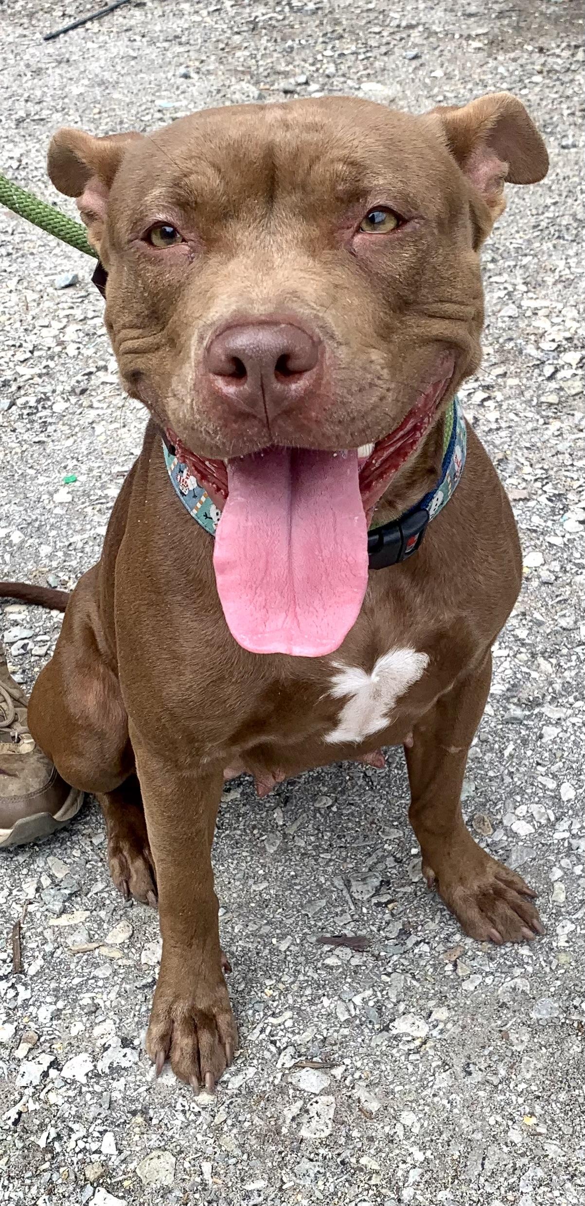 Coco, an adopted Pit Bull Terrier in McKeesport, PA image 6/6