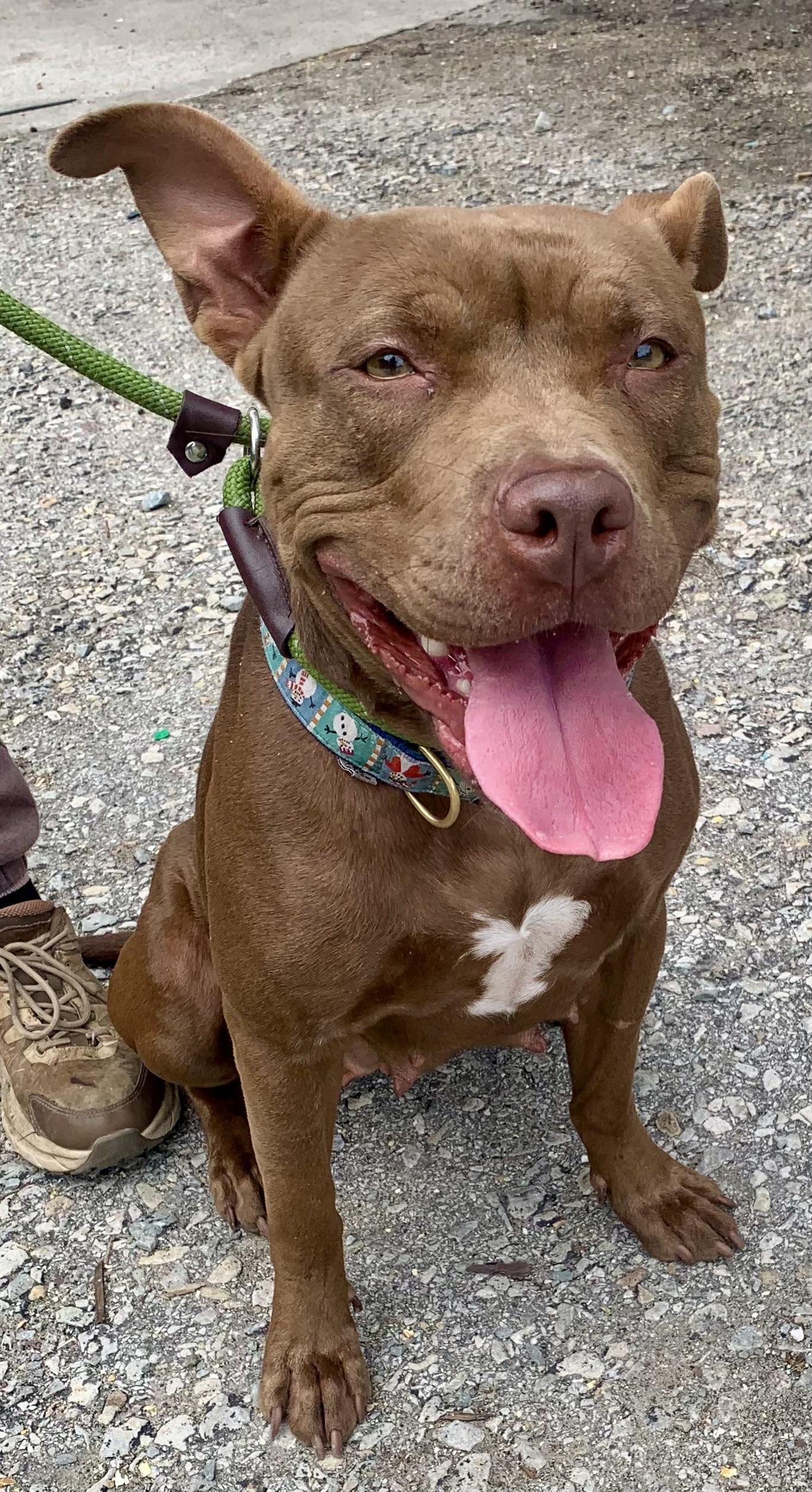 Coco, adopted, Young Female Pit Bull Terrier.
