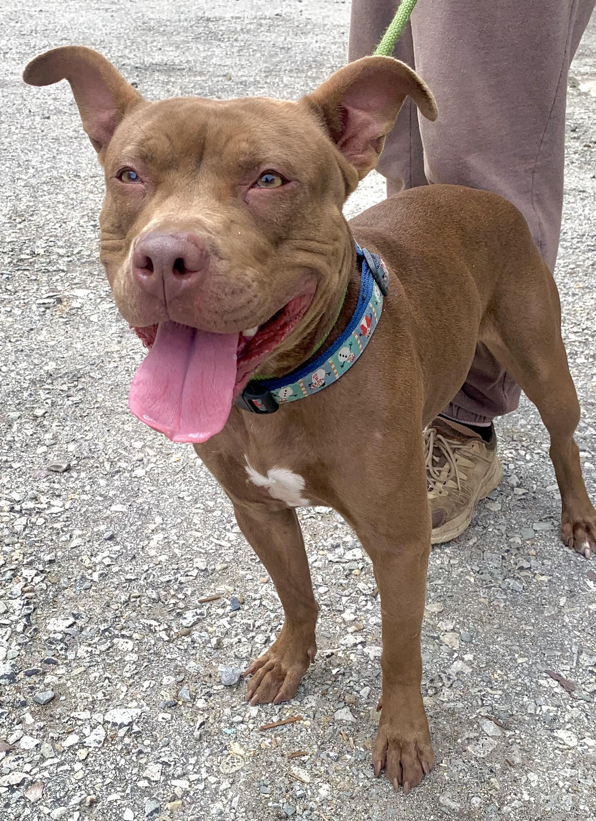 Coco, an adopted Pit Bull Terrier in McKeesport, PA image 2/6
