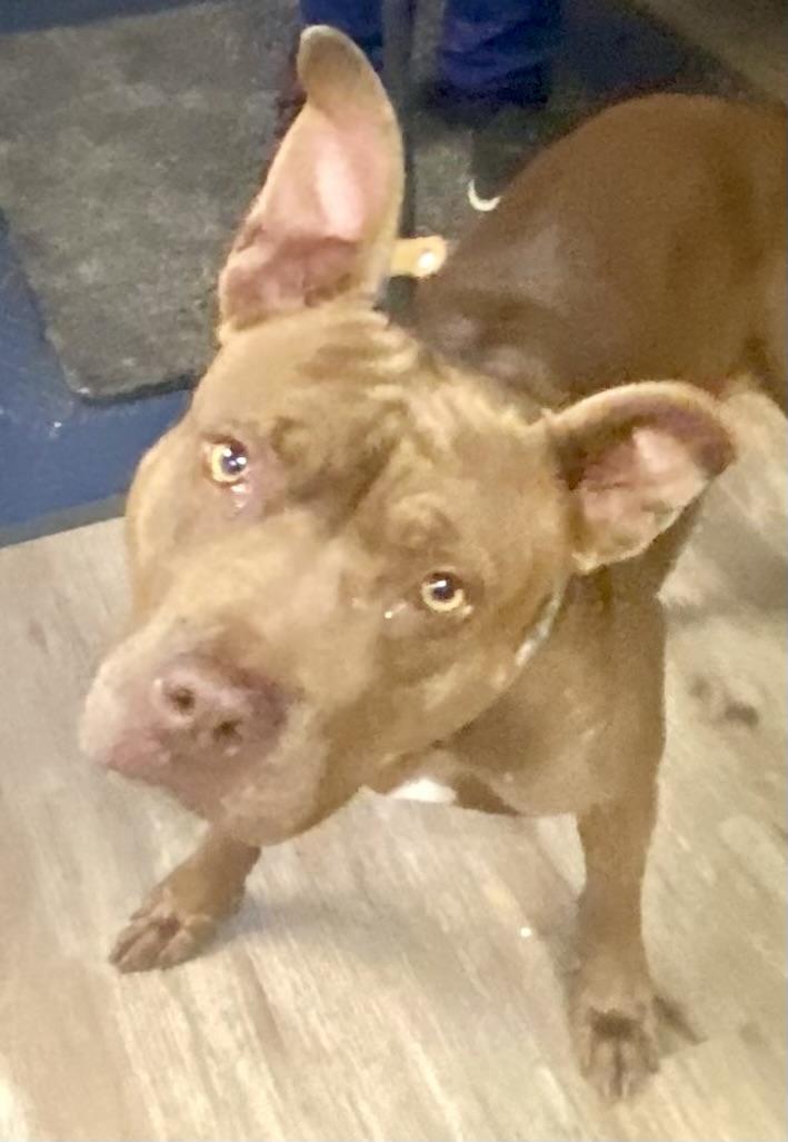 Enlarge Coco, a ADOPTABLE Pit Bull Terrier in McKeesport, PA image 3/5