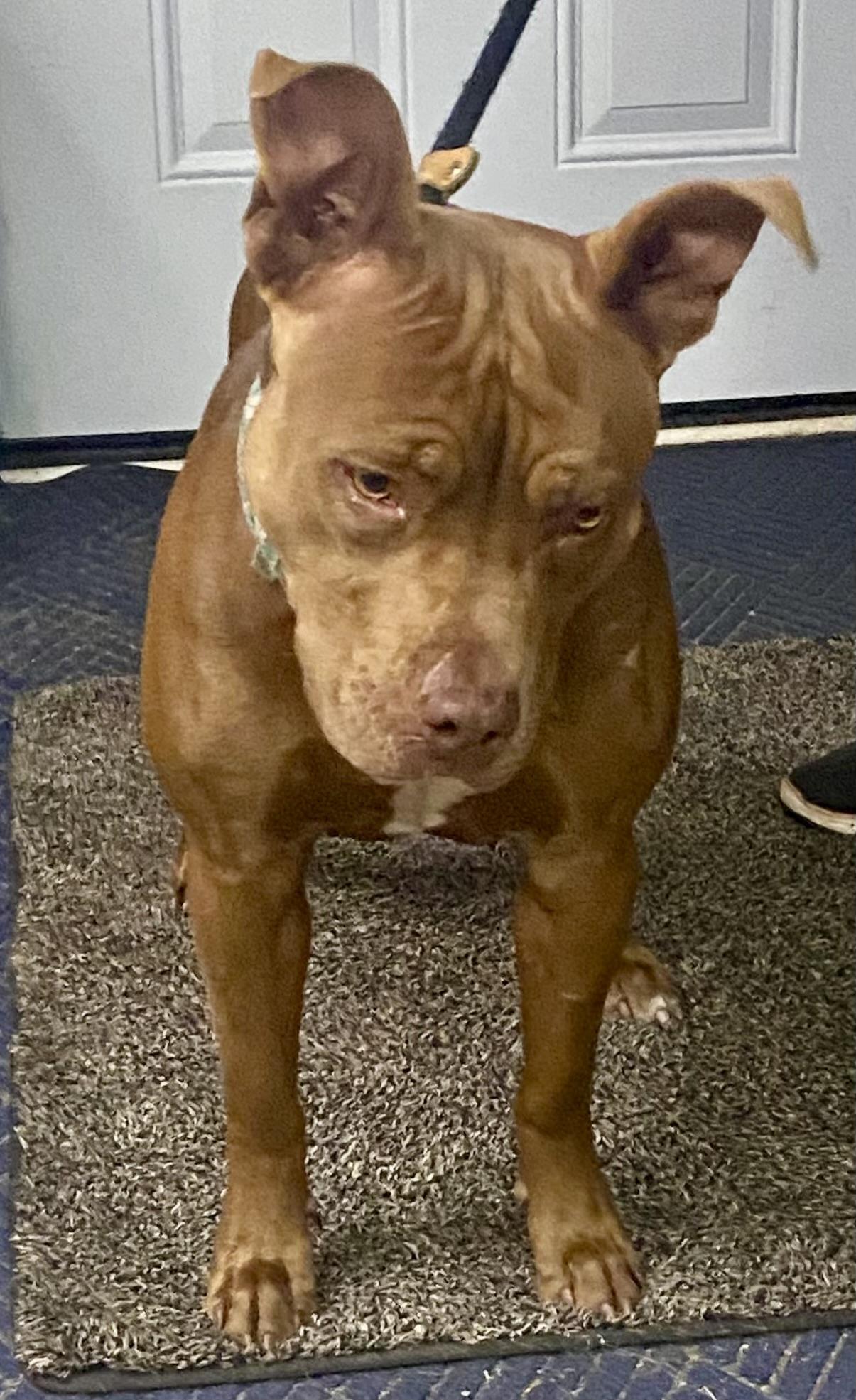 Enlarge Coco, a ADOPTABLE Pit Bull Terrier in McKeesport, PA image 4/5