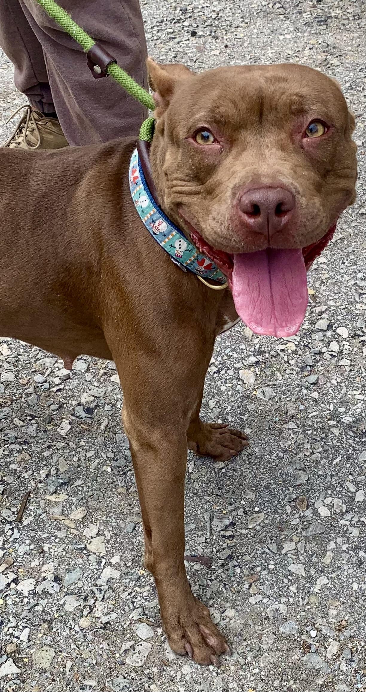 Coco, an adopted Pit Bull Terrier in McKeesport, PA image 4/6