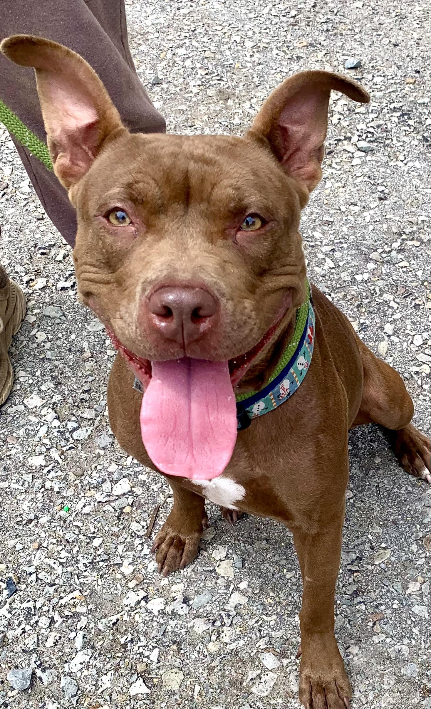 Coco, an adopted Pit Bull Terrier in McKeesport, PA image 5/6
