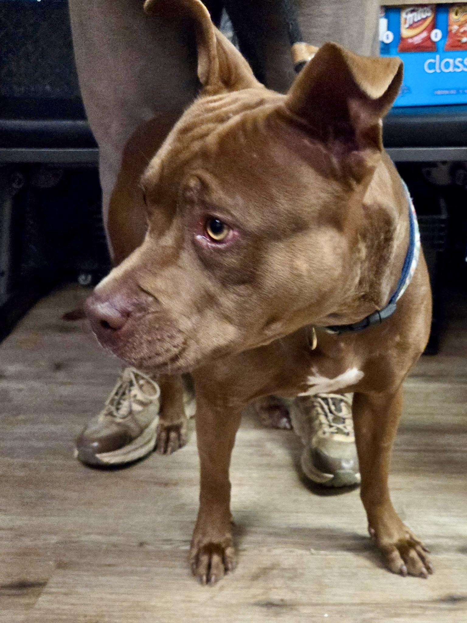 Enlarge Coco, a ADOPTABLE Pit Bull Terrier in McKeesport, PA image 2/5