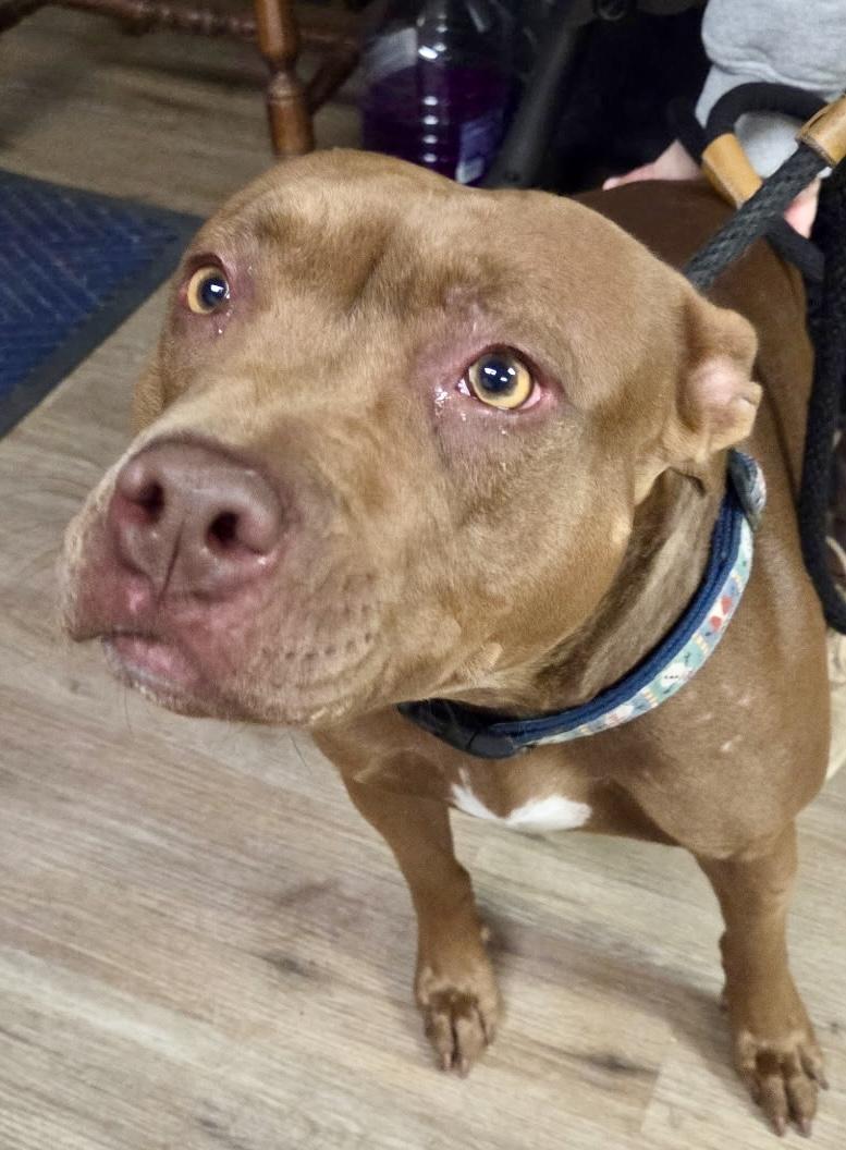 Enlarge Coco, a ADOPTABLE Pit Bull Terrier in McKeesport, PA image 1/5