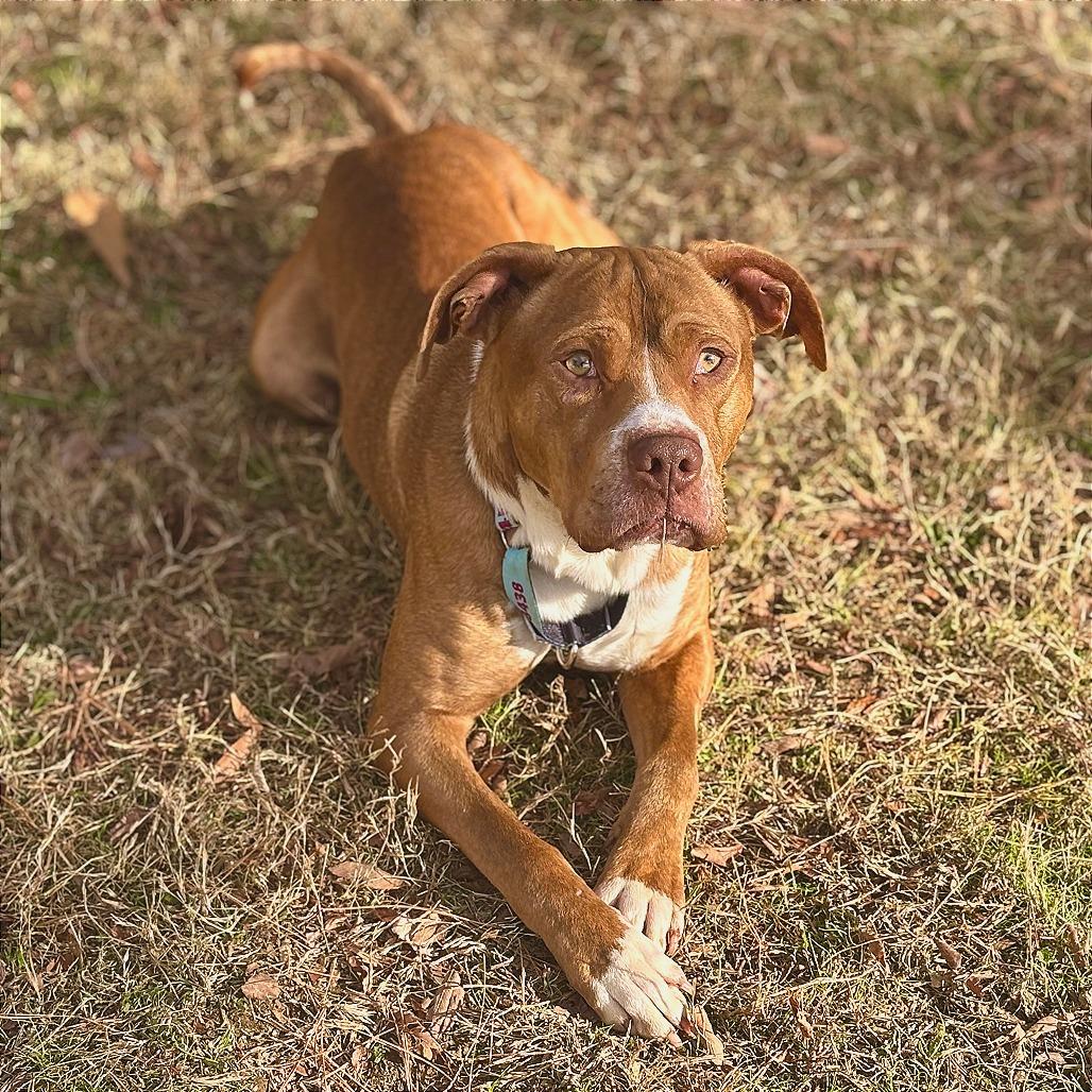 Arlo, Adoptable, Young Male Mixed Breed.