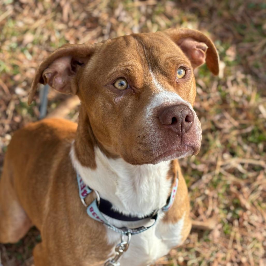 Enlarge Arlo, a Adoptable Mixed Breed in Mebane, NC image 2/4