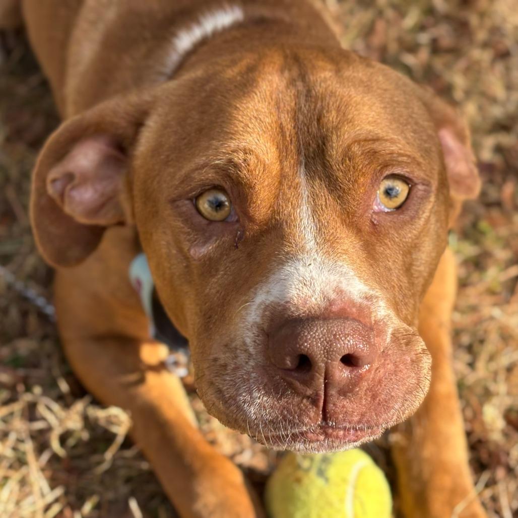 Enlarge Arlo, a Adoptable Mixed Breed in Mebane, NC image 3/4