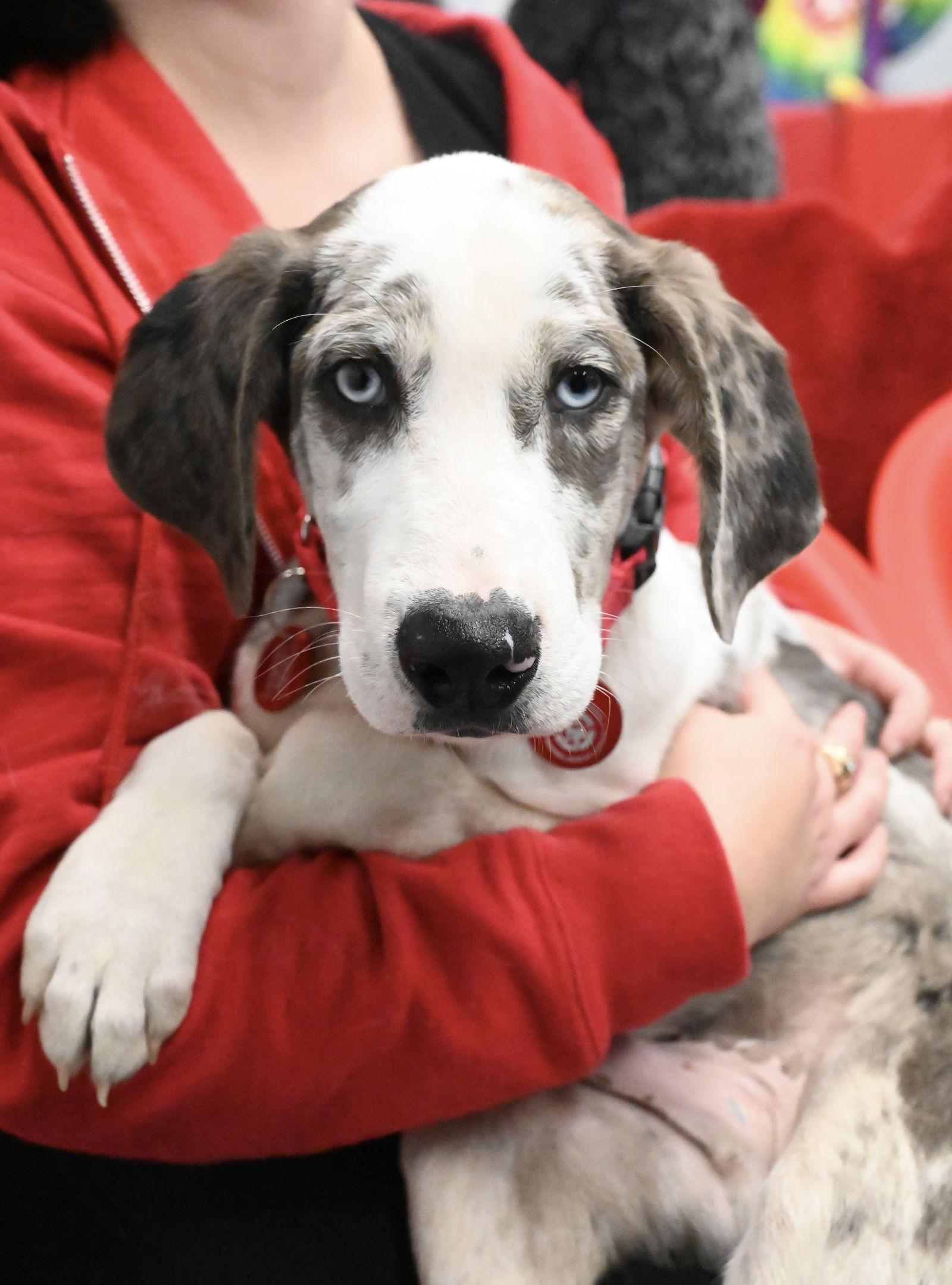 Bellpepper Pizza *LOCAL*, Adoptable, Puppy Male Australian Shepherd.