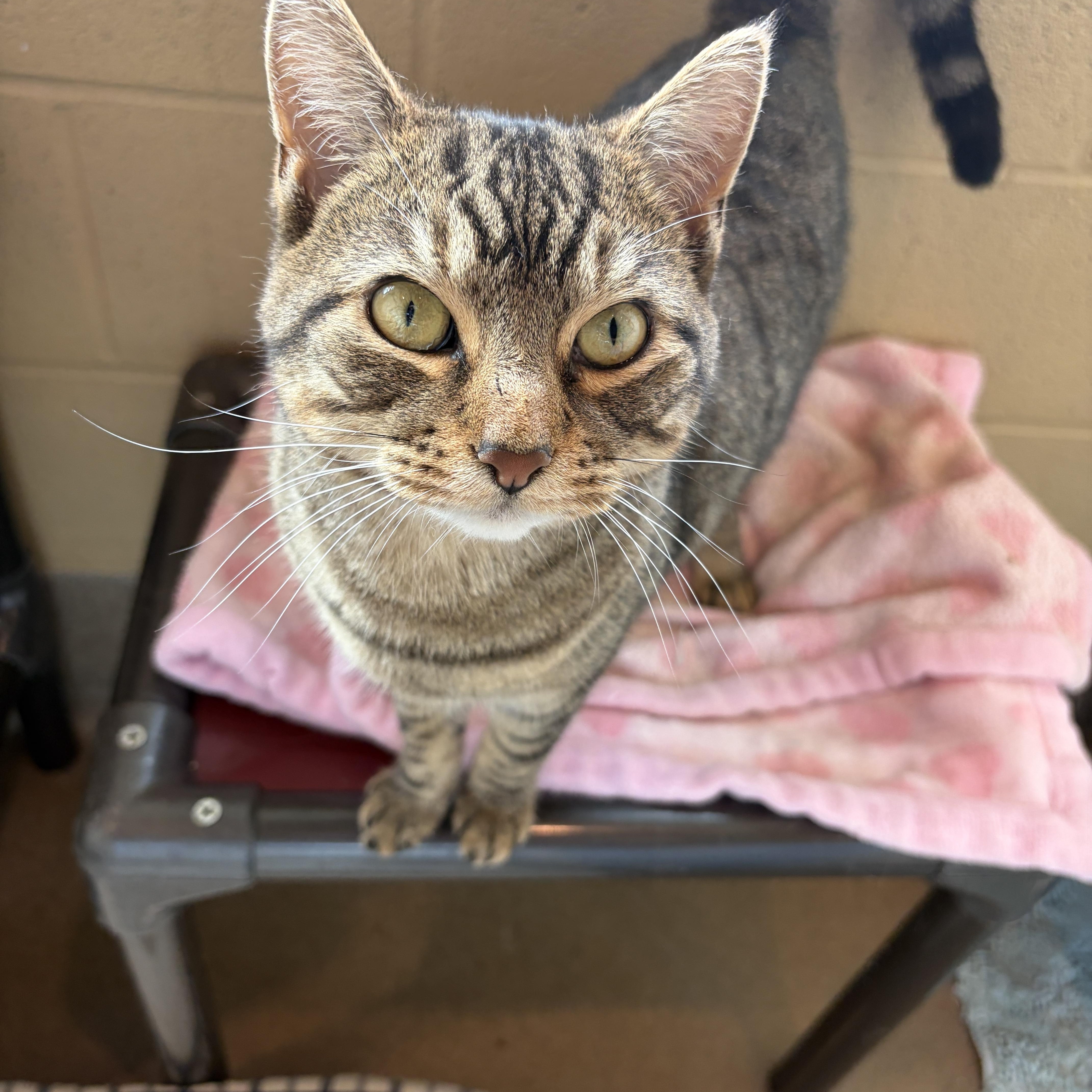 Winnie, Adoptable, Young Female Domestic Short Hair.
